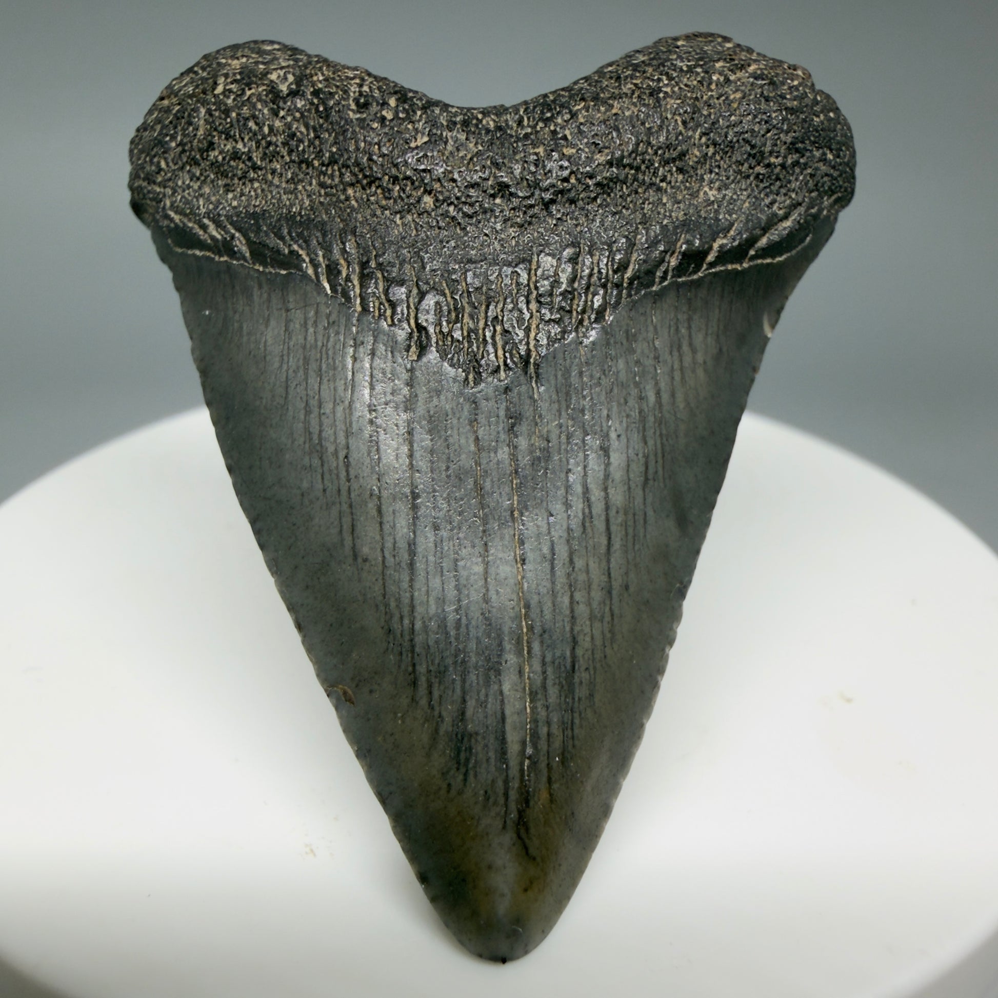 Front View Heart-shaped 1.94" Colorful Fossil Megalodon Tooth – South Carolina River Find | Authentic CM6392