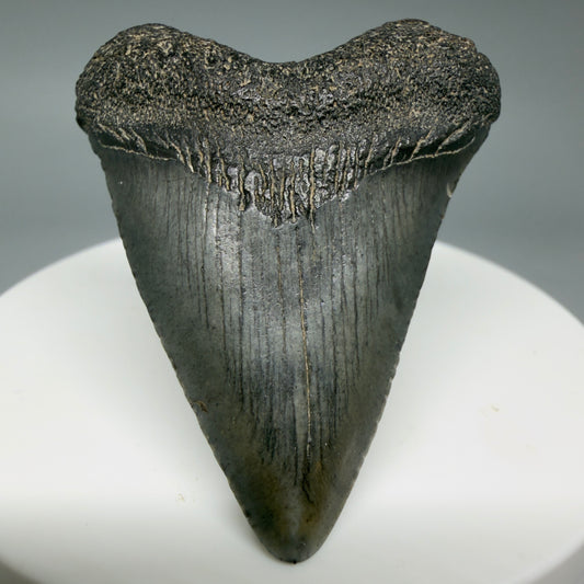 Front View Heart-shaped 1.94" Colorful Fossil Megalodon Tooth – South Carolina River Find | Authentic CM6392