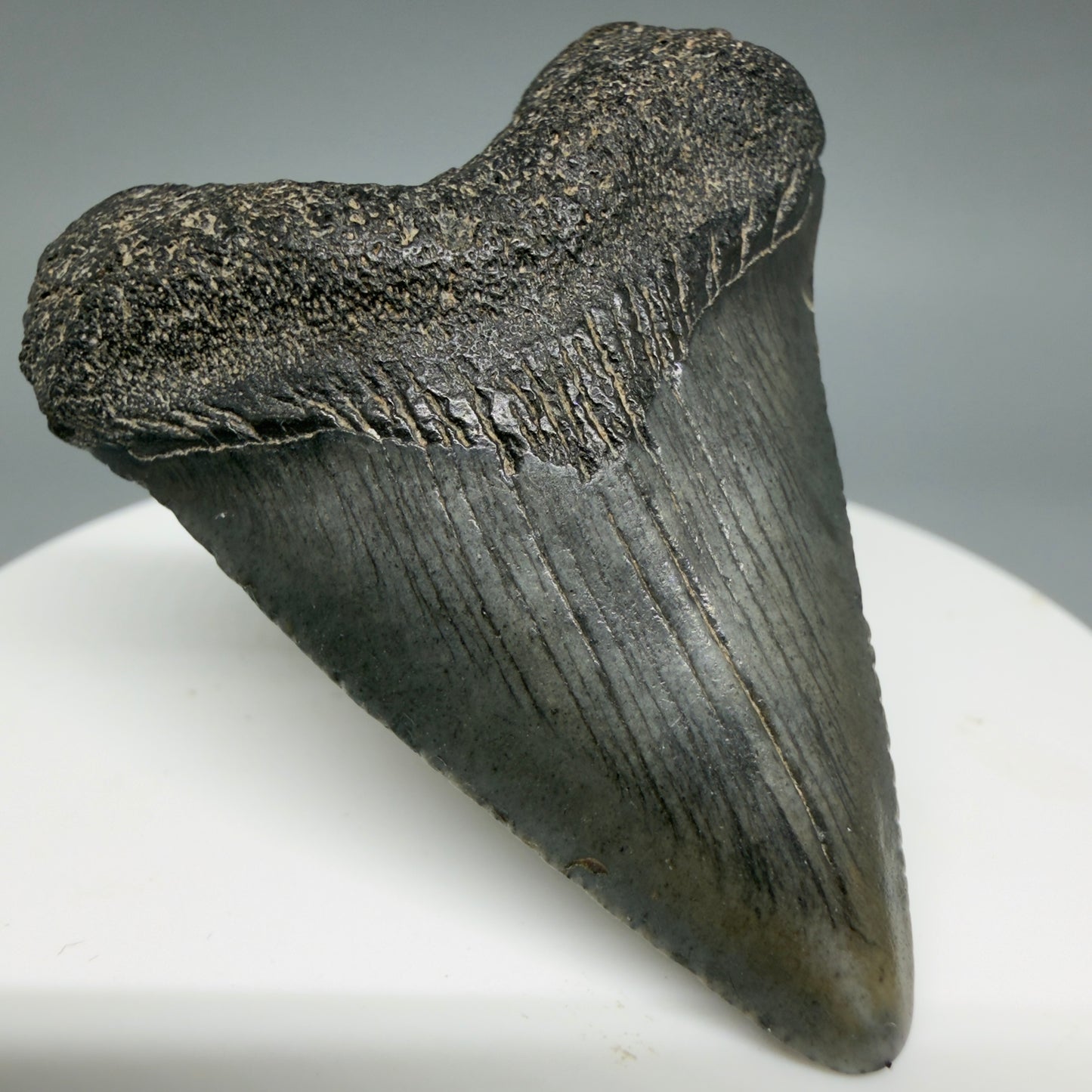 Front Left View Heart-shaped 1.94" Colorful Fossil Megalodon Tooth – South Carolina River Find | Authentic CM6392