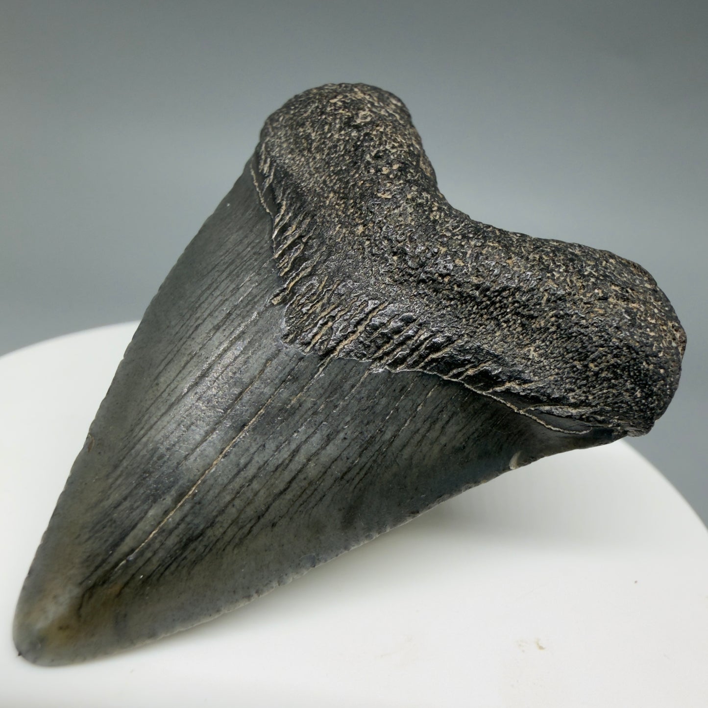 Front Right View Heart-shaped 1.94" Colorful Fossil Megalodon Tooth – South Carolina River Find | Authentic CM6392