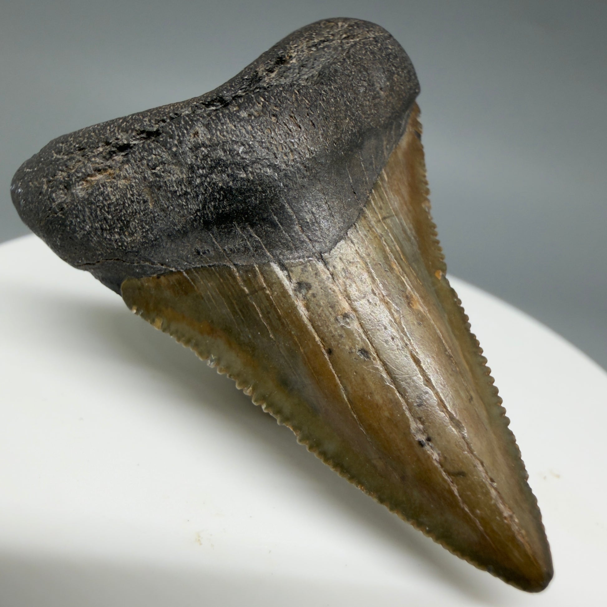 Front Left View Lower 1.75" Fossil Megalodon Tooth – South Carolina River Find | Authentic CM6386