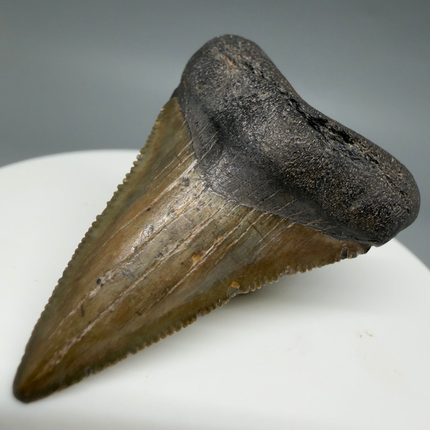 Front Right View Lower 1.75" Fossil Megalodon Tooth – South Carolina River Find | Authentic CM6386