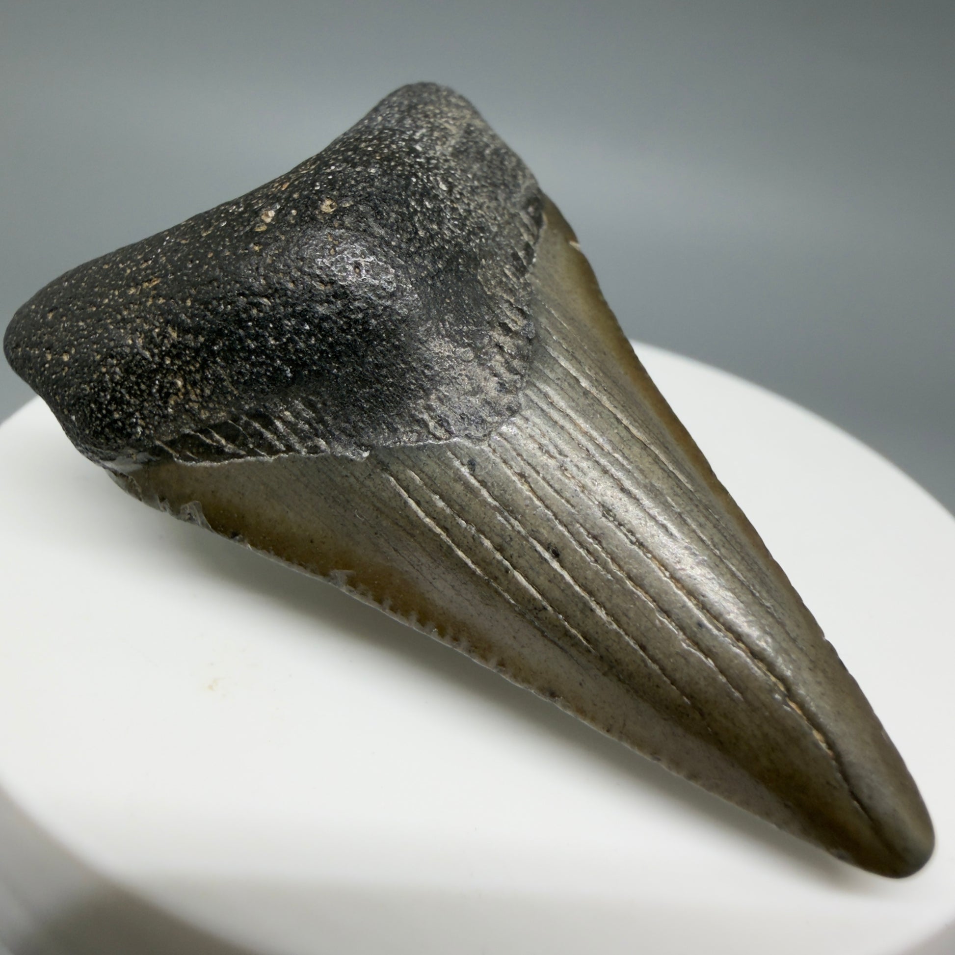 Front Left View Lower 2.05" Fossil Megalodon Tooth – South Carolina River Find | Authentic CM6391
