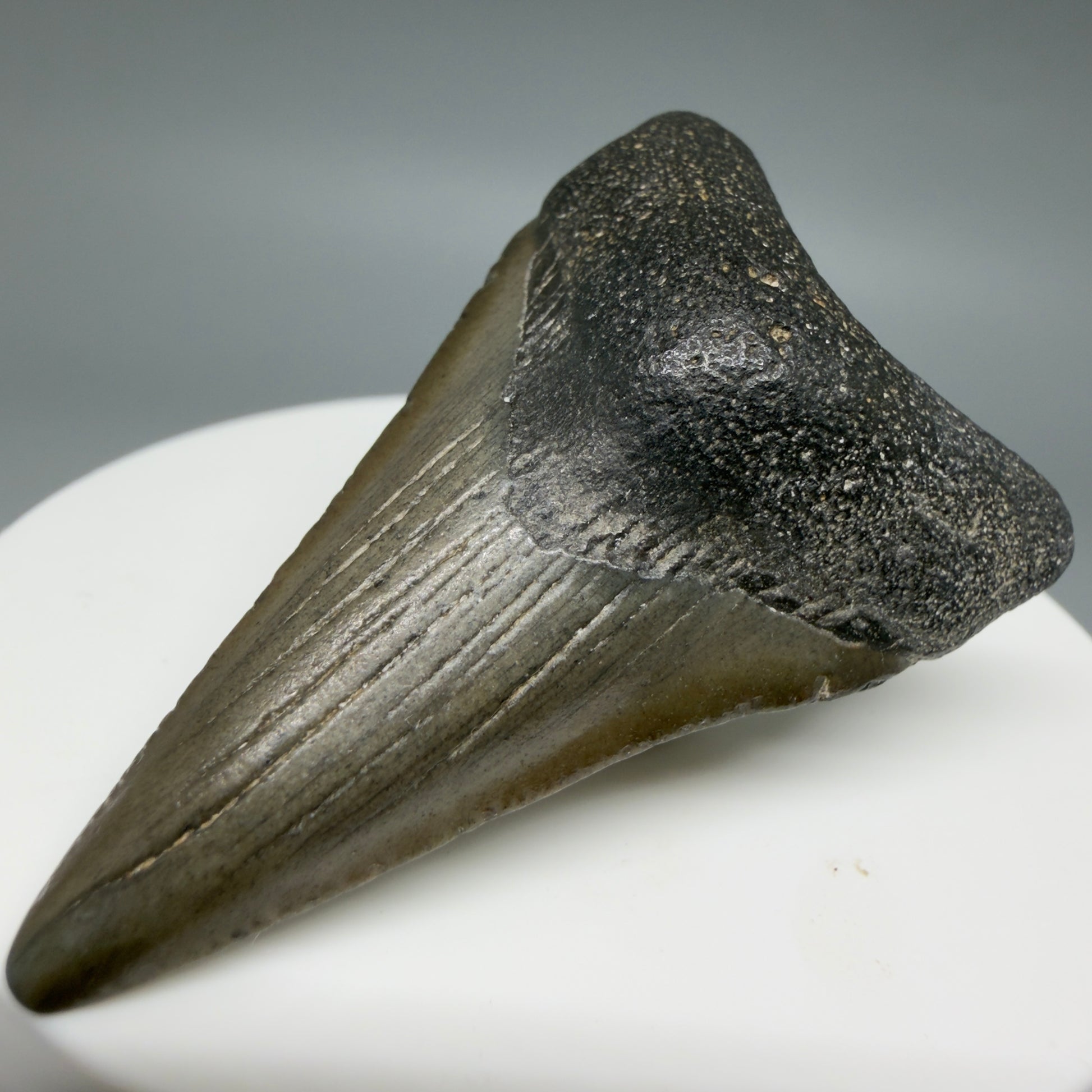 Front Right View Lower 2.05" Fossil Megalodon Tooth – South Carolina River Find | Authentic CM6391