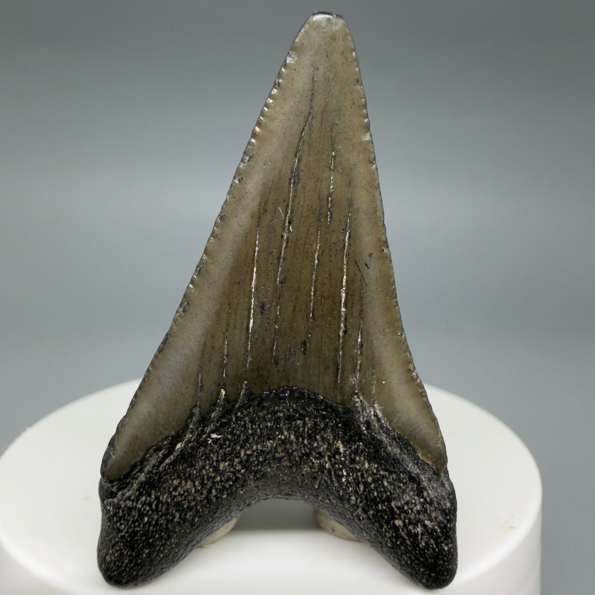 Back View Lower 2.05" Fossil Megalodon Tooth – South Carolina River Find | Authentic CM6391