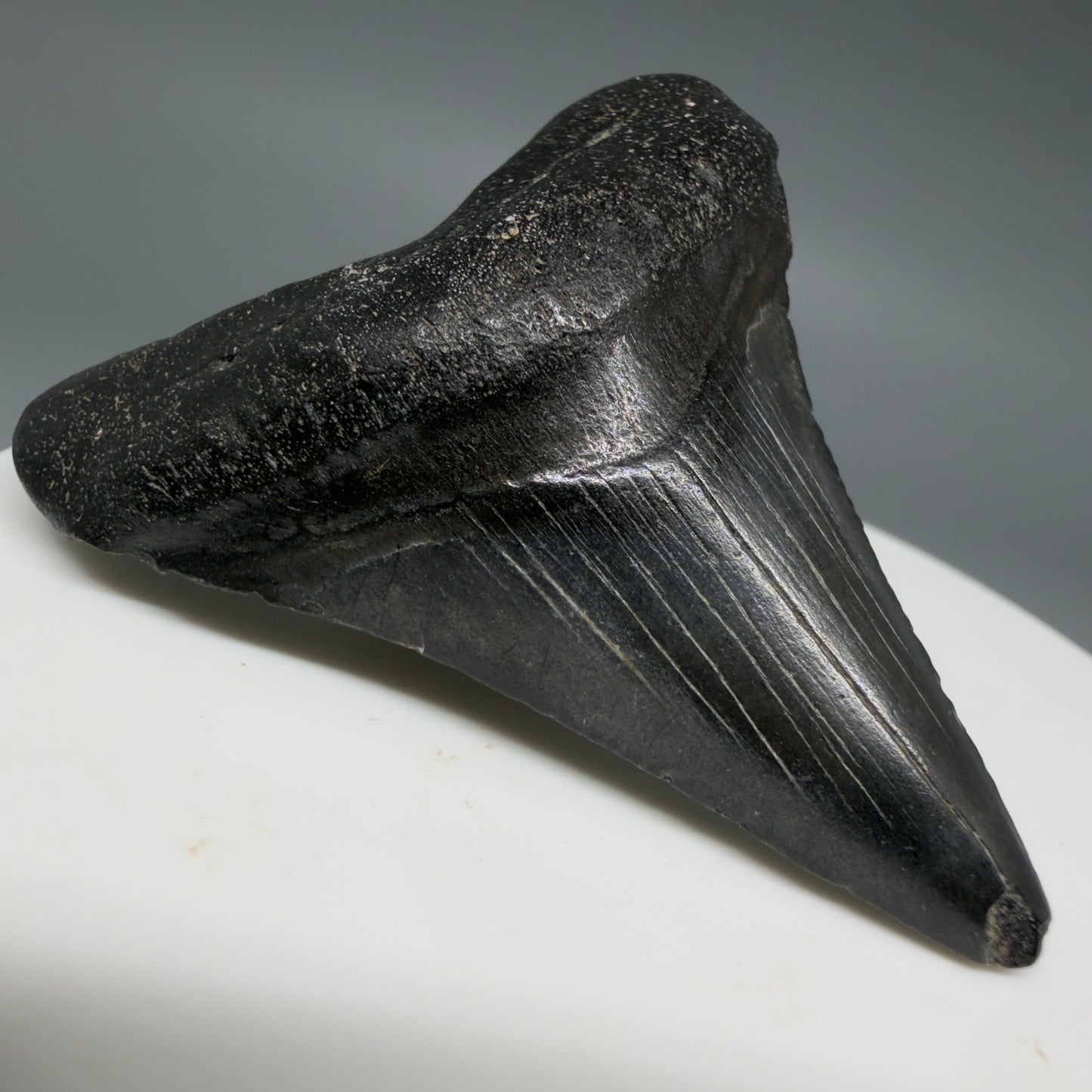 Front Left View Colorful 1.97" Fossil Megalodon Tooth – South Carolina River Find | Authentic CM6390