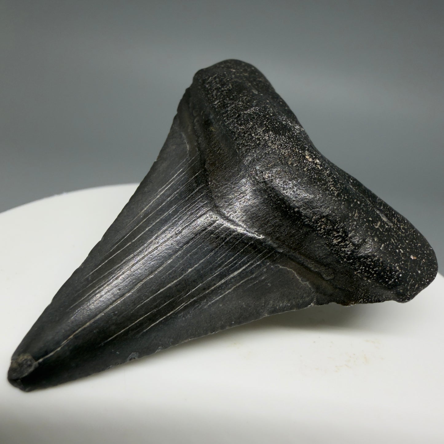 Front Right View Colorful 1.97" Fossil Megalodon Tooth – South Carolina River Find | Authentic CM6390