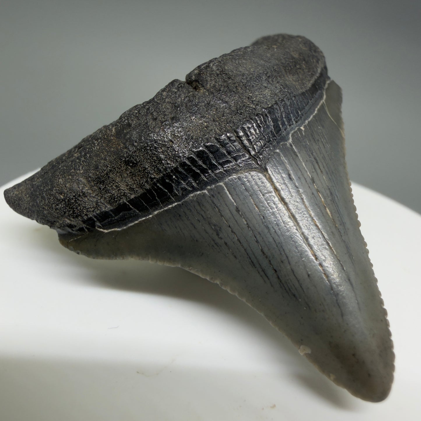 Front Left View Colorful 1.99" Fossil Megalodon Tooth – South Carolina River Find | Authentic CM6393