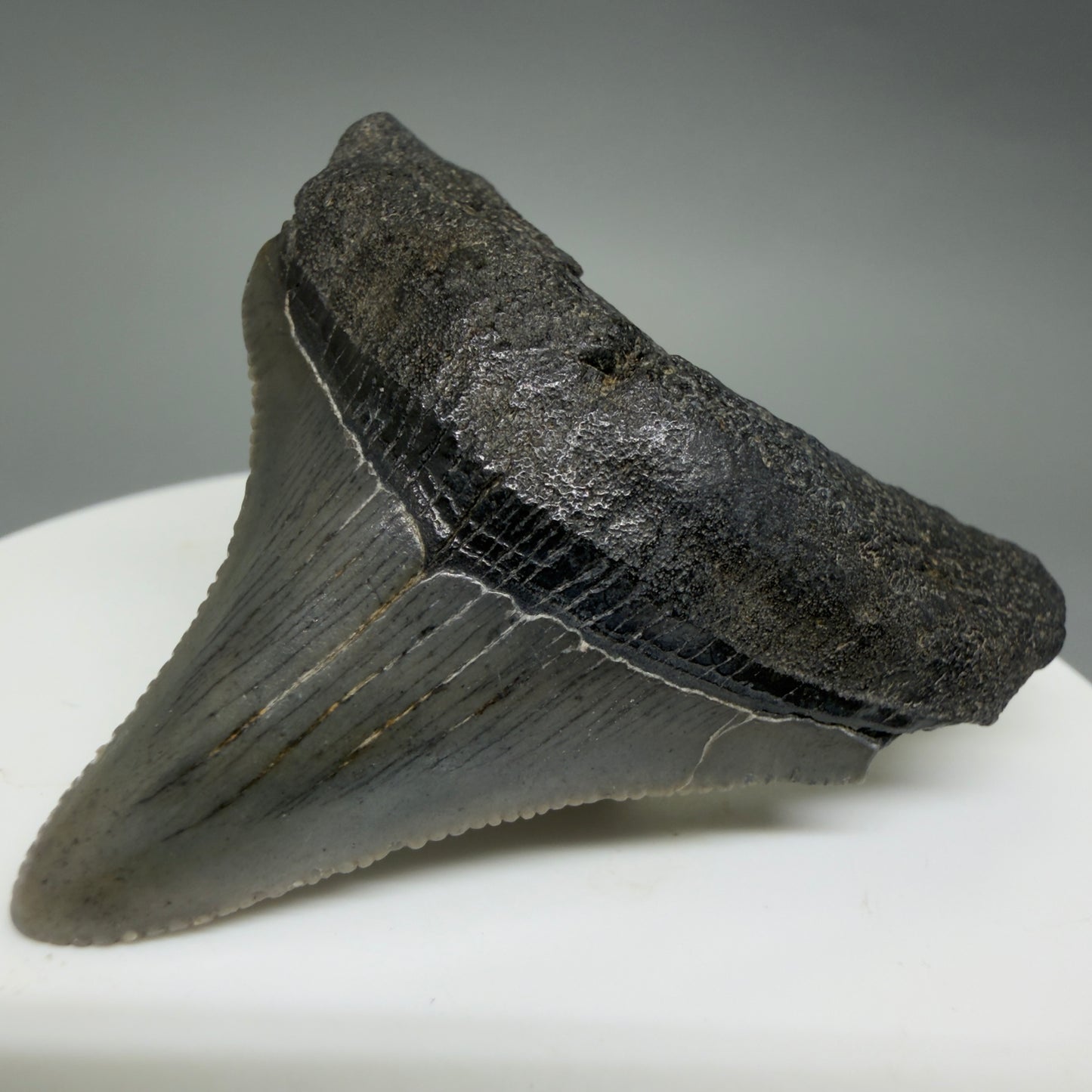 Front Right View Colorful 1.99" Fossil Megalodon Tooth – South Carolina River Find | Authentic CM6393
