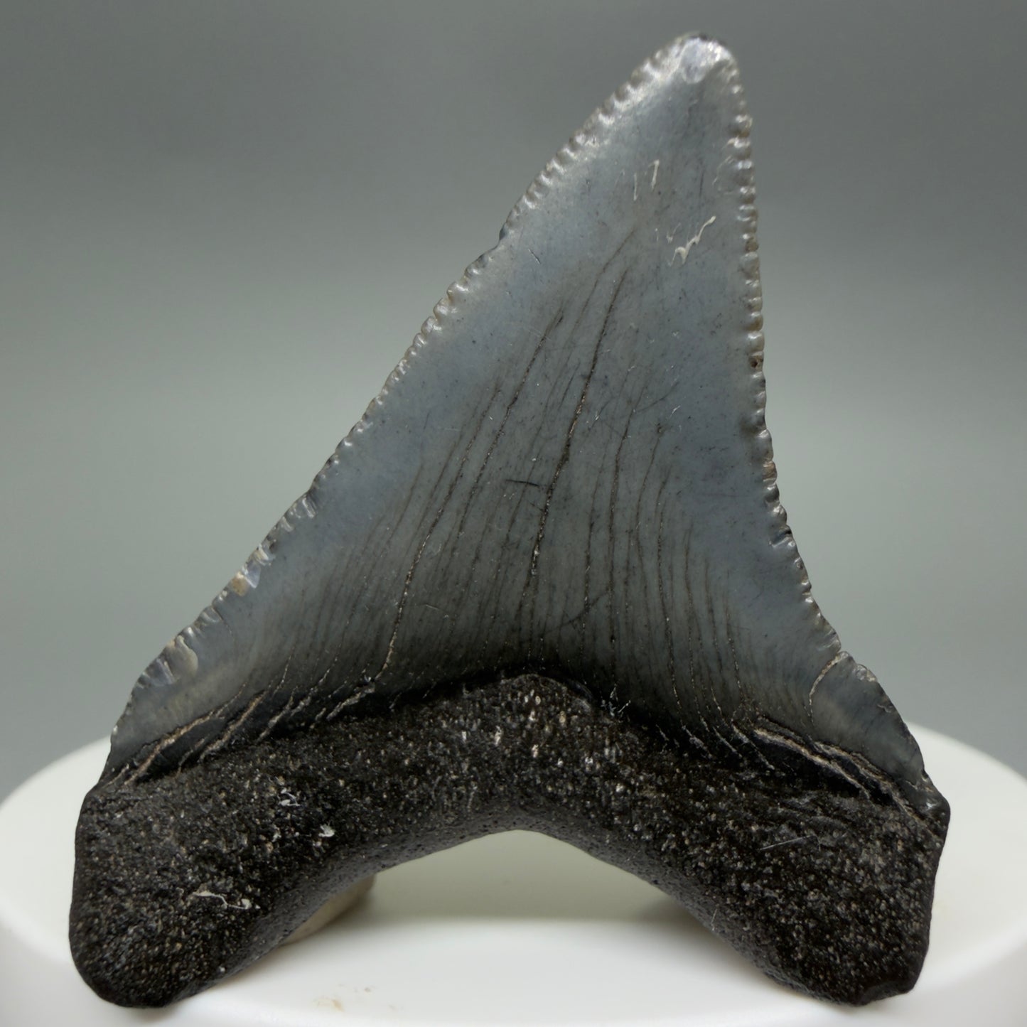 Back View Colorful 1.79" Fossil Megalodon Tooth – South Carolina River Find | Authentic CM6387