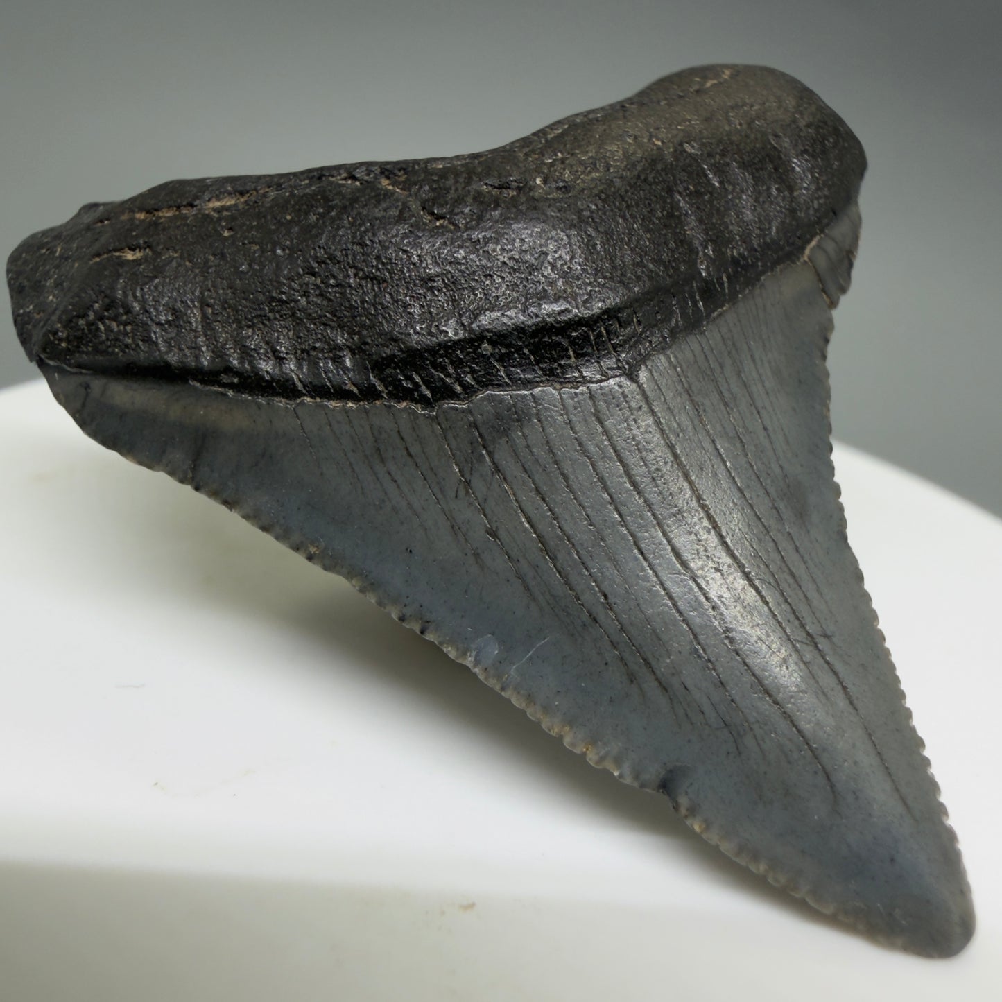 Front Left View Colorful 1.79" Fossil Megalodon Tooth – South Carolina River Find | Authentic CM6387