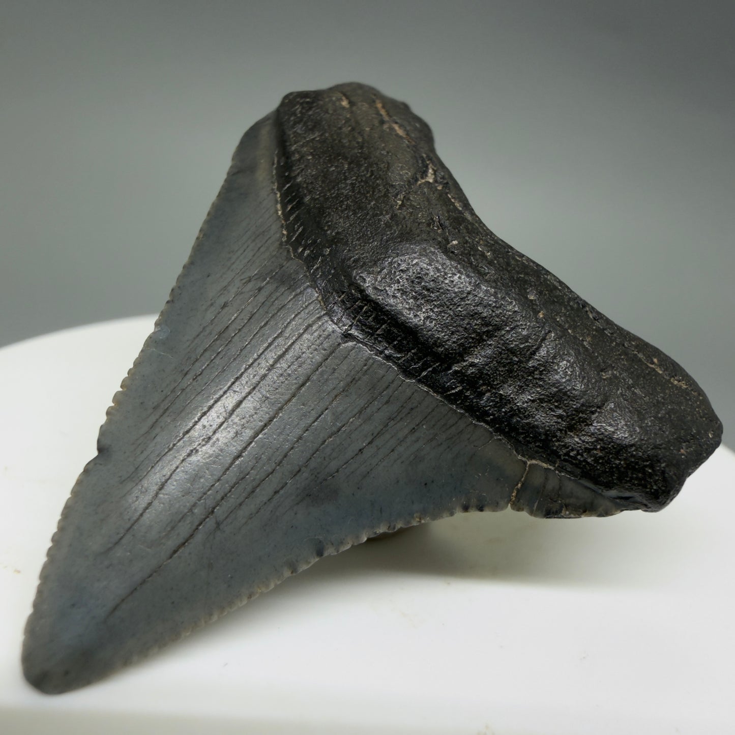 Front Right View Colorful 1.79" Fossil Megalodon Tooth – South Carolina River Find | Authentic CM6387