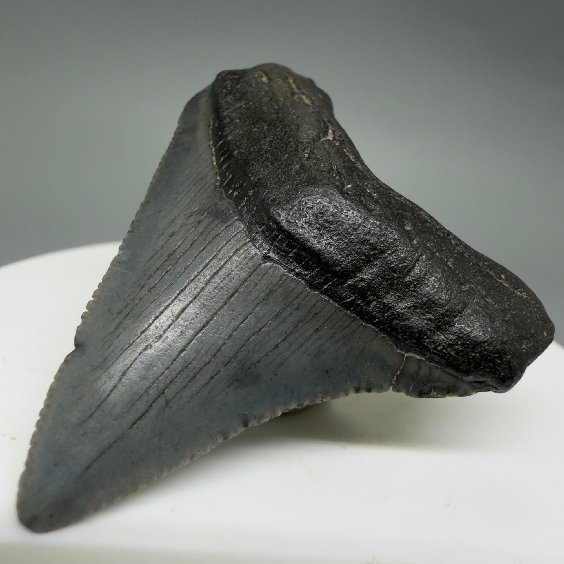 Front Right View Colorful 1.79" Fossil Megalodon Tooth – South Carolina River Find | Authentic CM6387