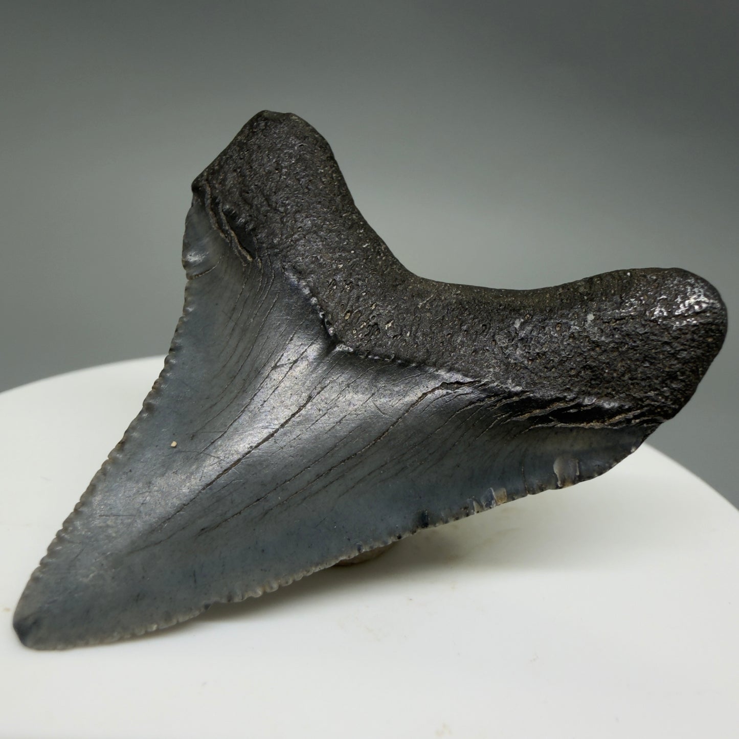 Back Right View Colorful 1.79" Fossil Megalodon Tooth – South Carolina River Find | Authentic CM6387