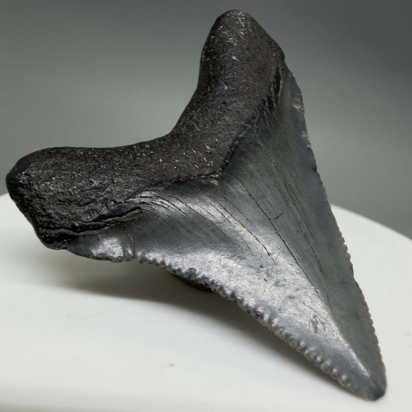 Back Left View Colorful 1.79" Fossil Megalodon Tooth – South Carolina River Find | Authentic CM6387