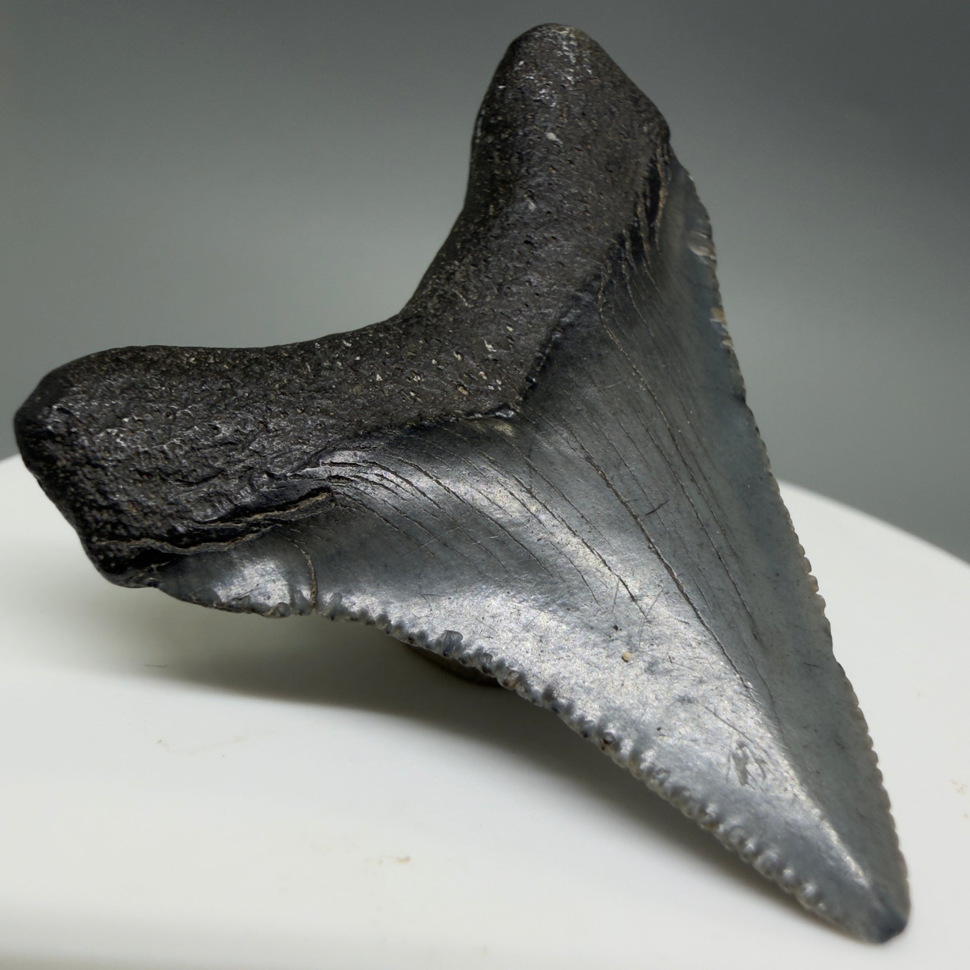 Back Left View Colorful 1.79" Fossil Megalodon Tooth – South Carolina River Find | Authentic CM6387
