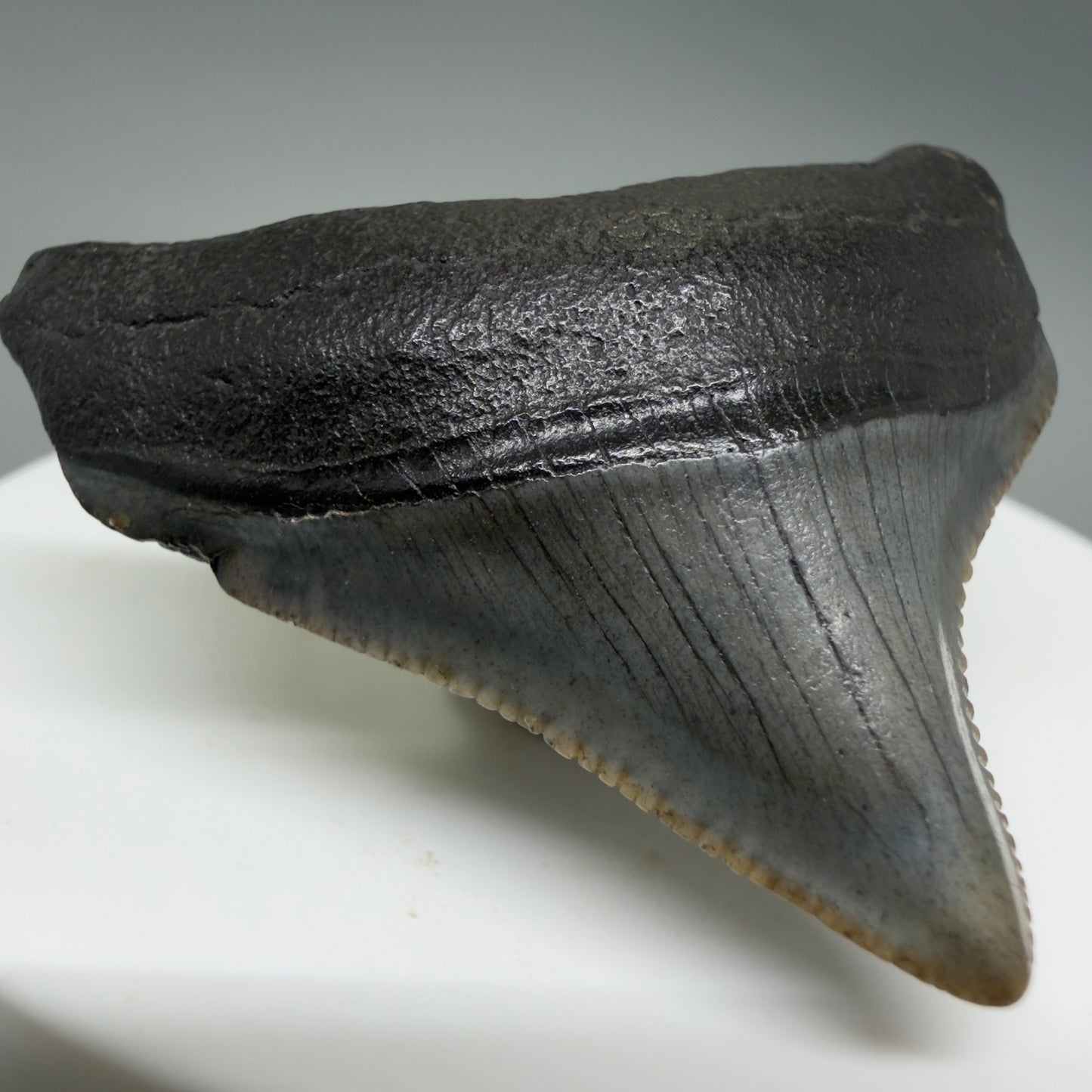 Front Left View Posterior, sharply serrated 1.68" Fossil Megalodon Tooth – South Carolina River Find | Authentic CM6388