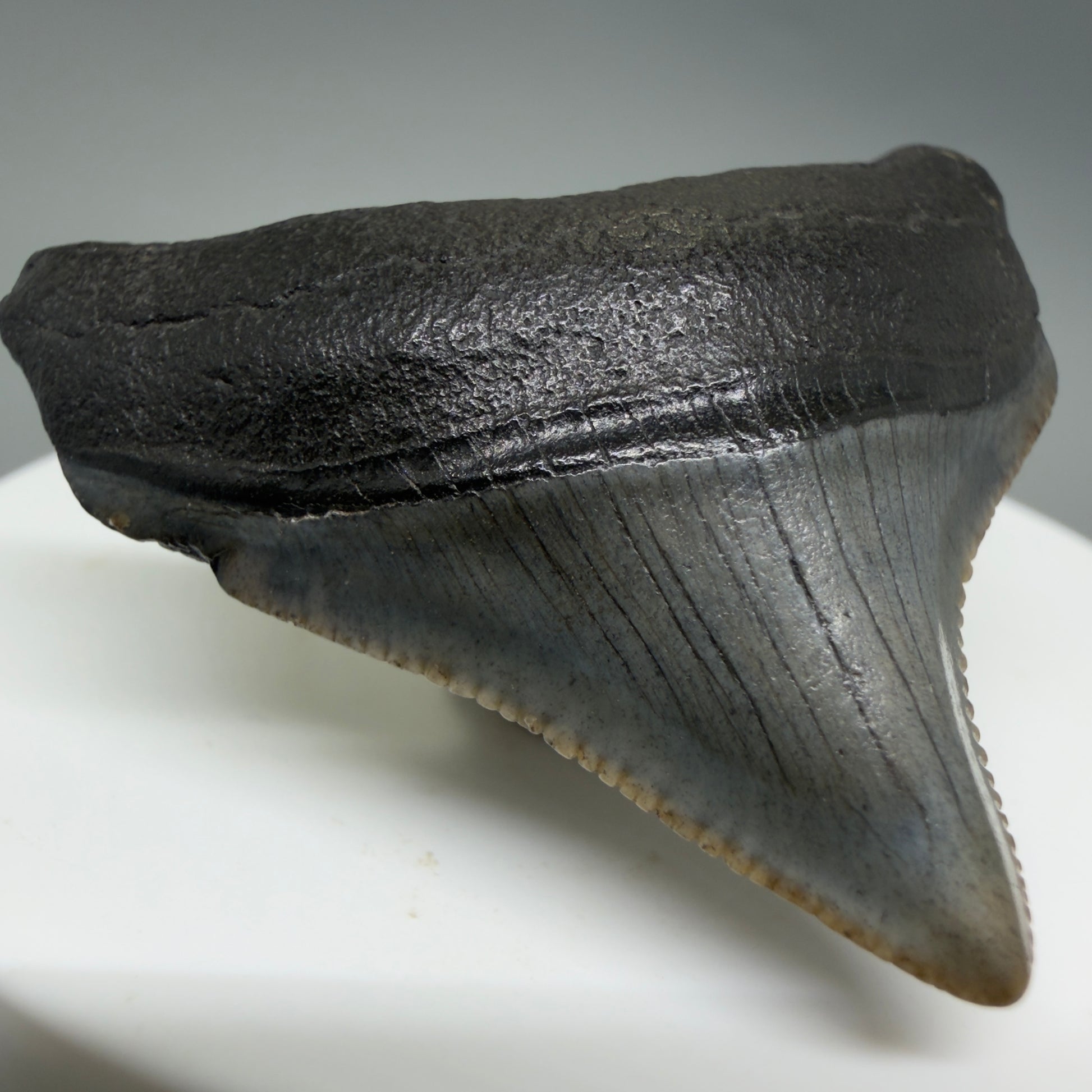 Front Left View Posterior, sharply serrated 1.68" Fossil Megalodon Tooth – South Carolina River Find | Authentic CM6388