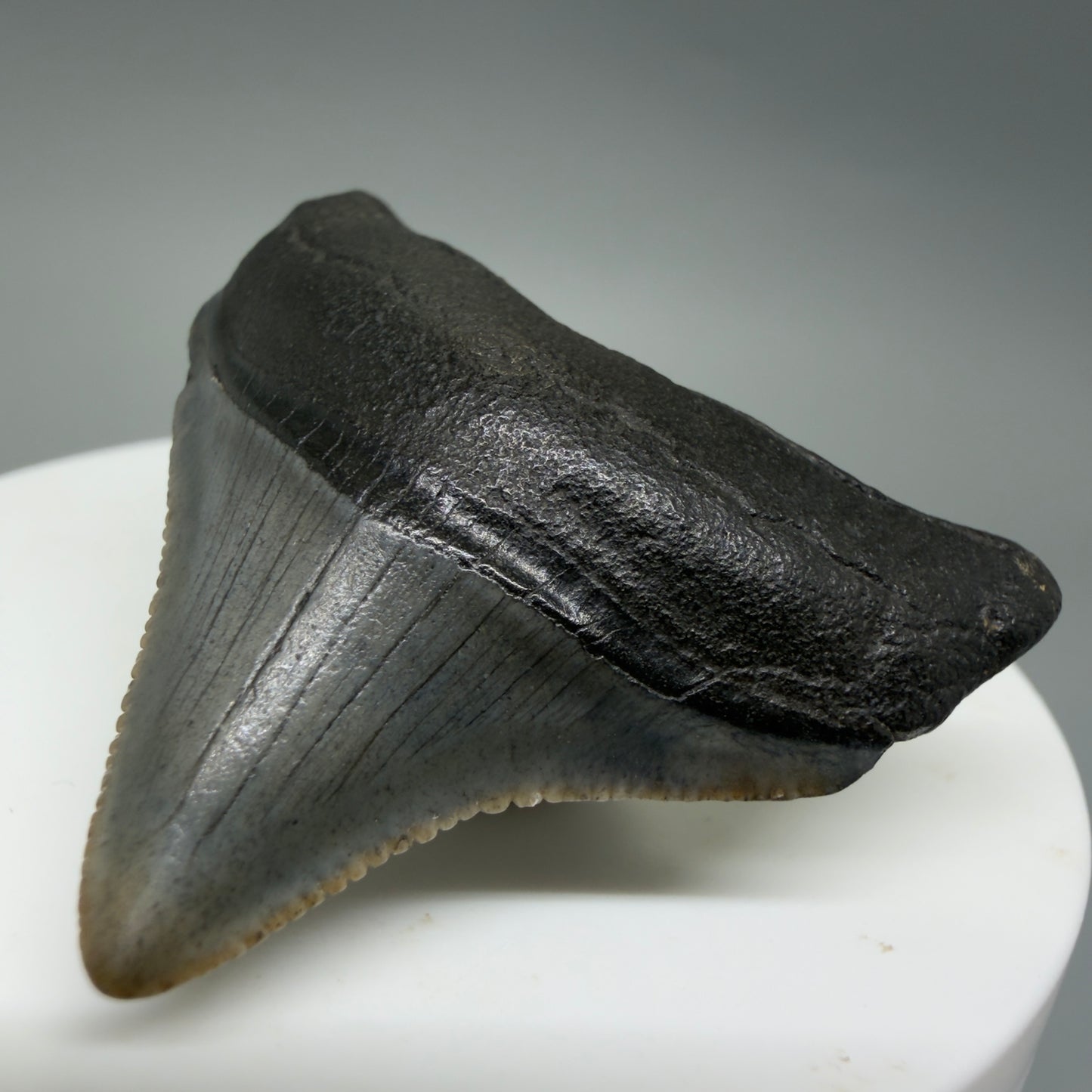 Front Right View Posterior, sharply serrated 1.68" Fossil Megalodon Tooth – South Carolina River Find | Authentic CM6388