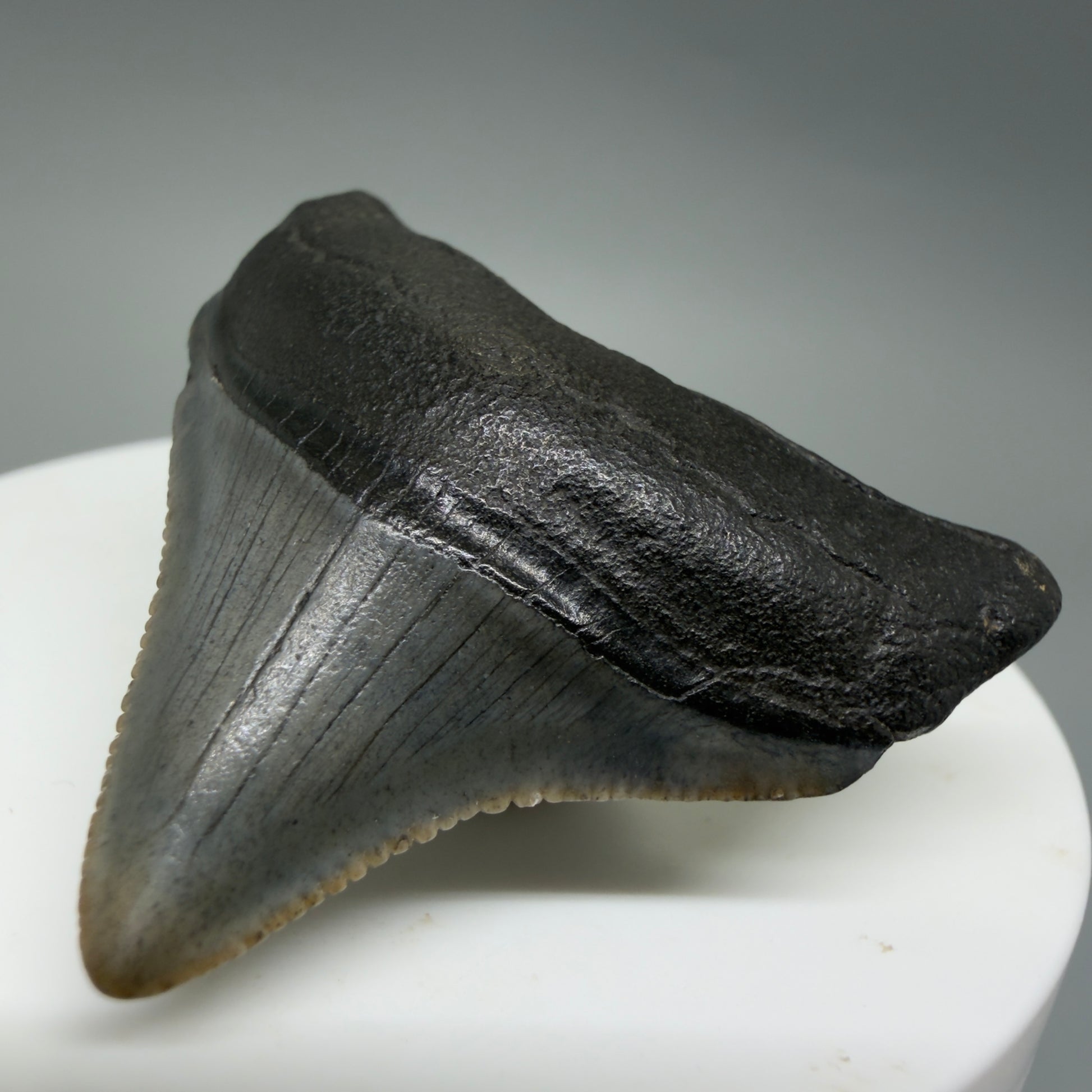 Front Right View Posterior, sharply serrated 1.68" Fossil Megalodon Tooth – South Carolina River Find | Authentic CM6388