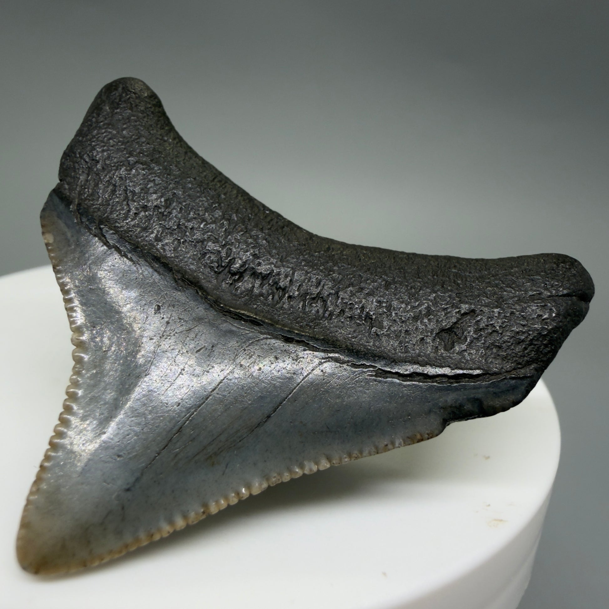 Back Right View Posterior, sharply serrated 1.68" Fossil Megalodon Tooth – South Carolina River Find | Authentic CM6388
