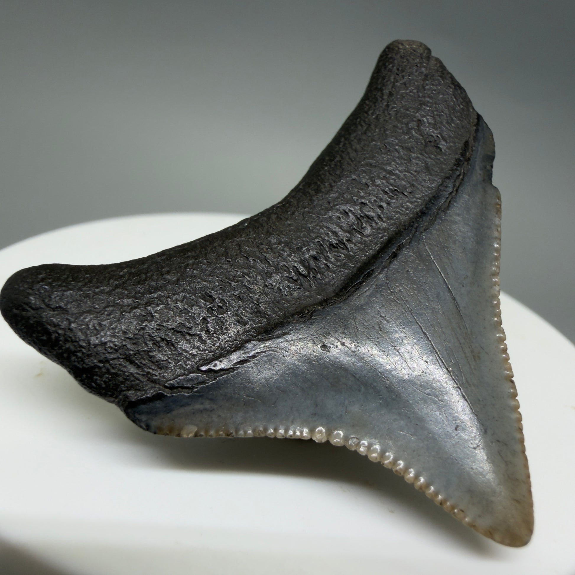 Back Left View Posterior, sharply serrated 1.68" Fossil Megalodon Tooth – South Carolina River Find | Authentic CM6388