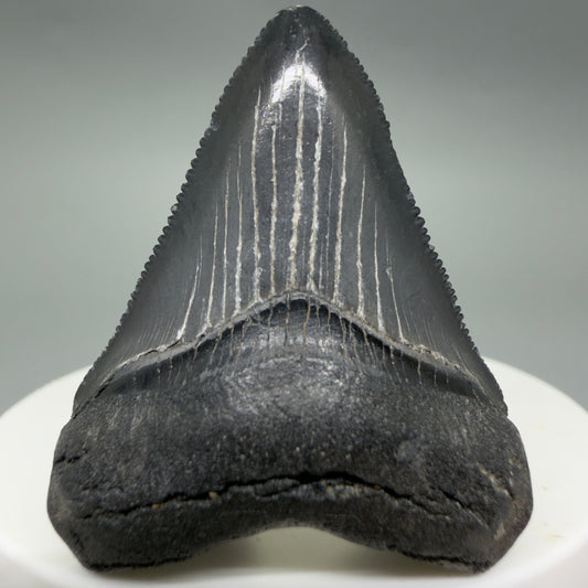 Front View Gorgeous, sharply serrated 1.69" Fossil Megalodon Tooth – South Carolina River Find | Authentic CM6389
