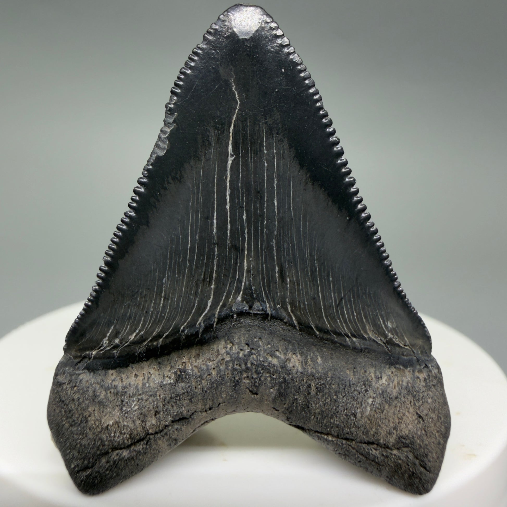 Back View Gorgeous, sharply serrated 1.69" Fossil Megalodon Tooth – South Carolina River Find | Authentic CM6389