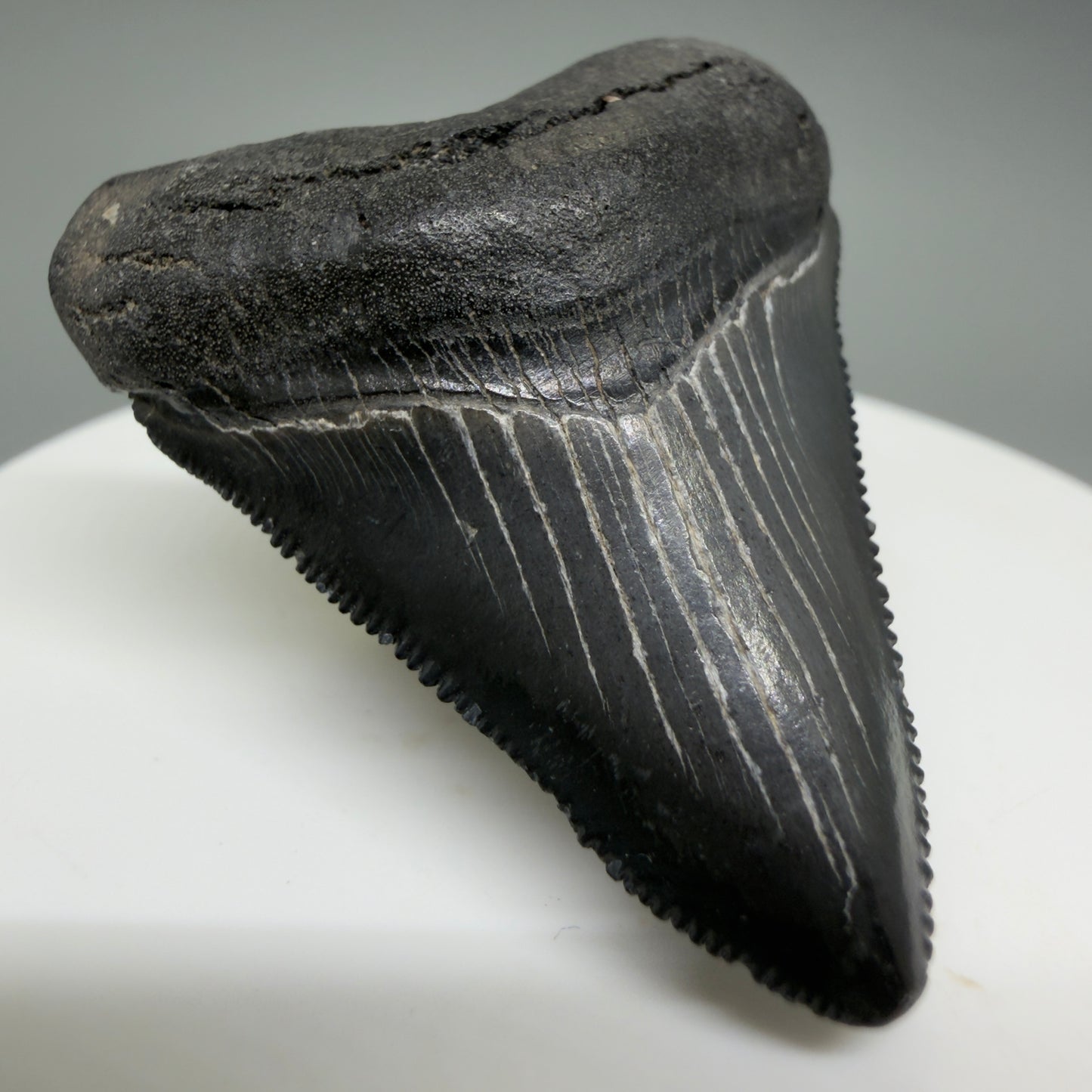 Front Left View Gorgeous, sharply serrated 1.69" Fossil Megalodon Tooth – South Carolina River Find | Authentic CM6389