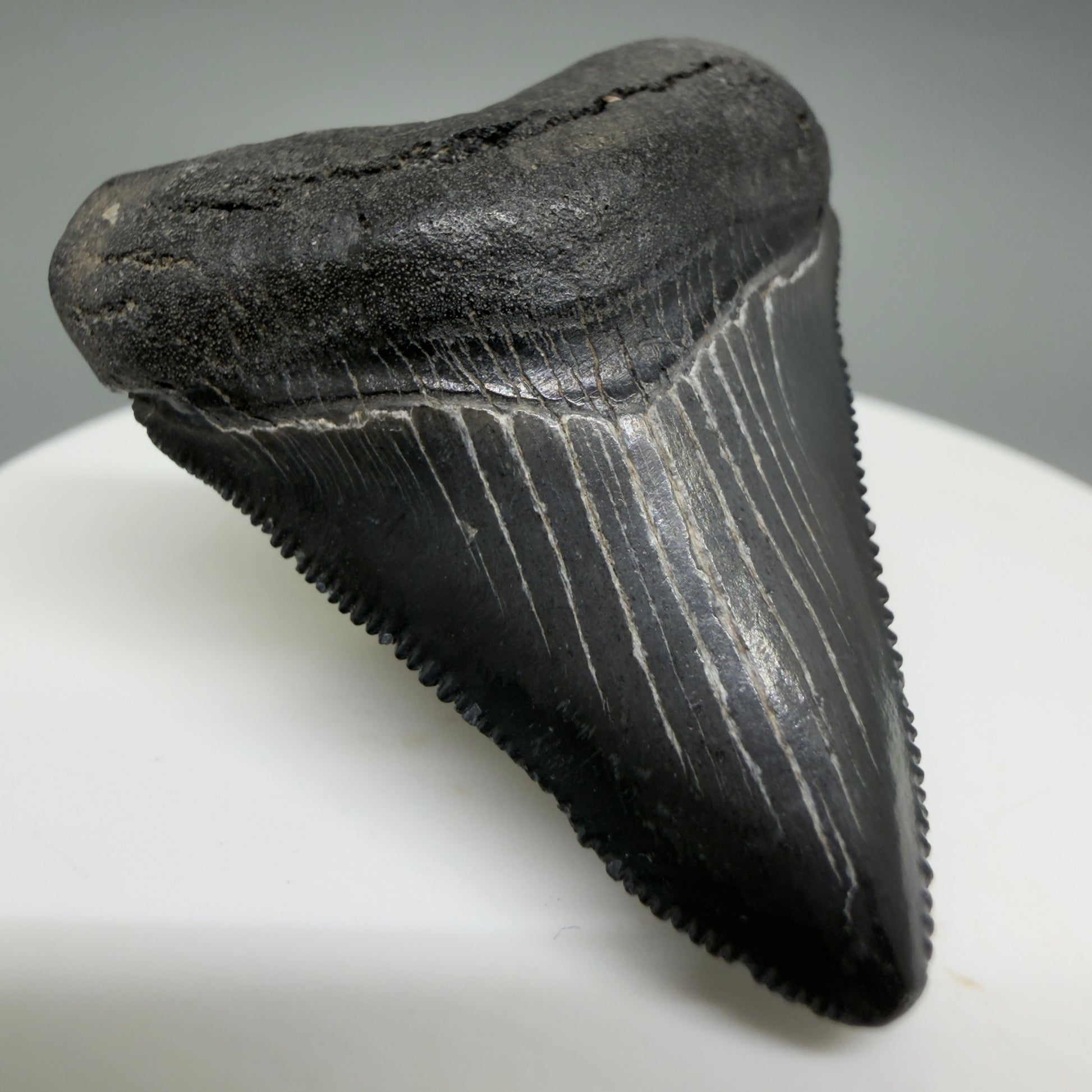 Front Left View Gorgeous, sharply serrated 1.69" Fossil Megalodon Tooth – South Carolina River Find | Authentic CM6389