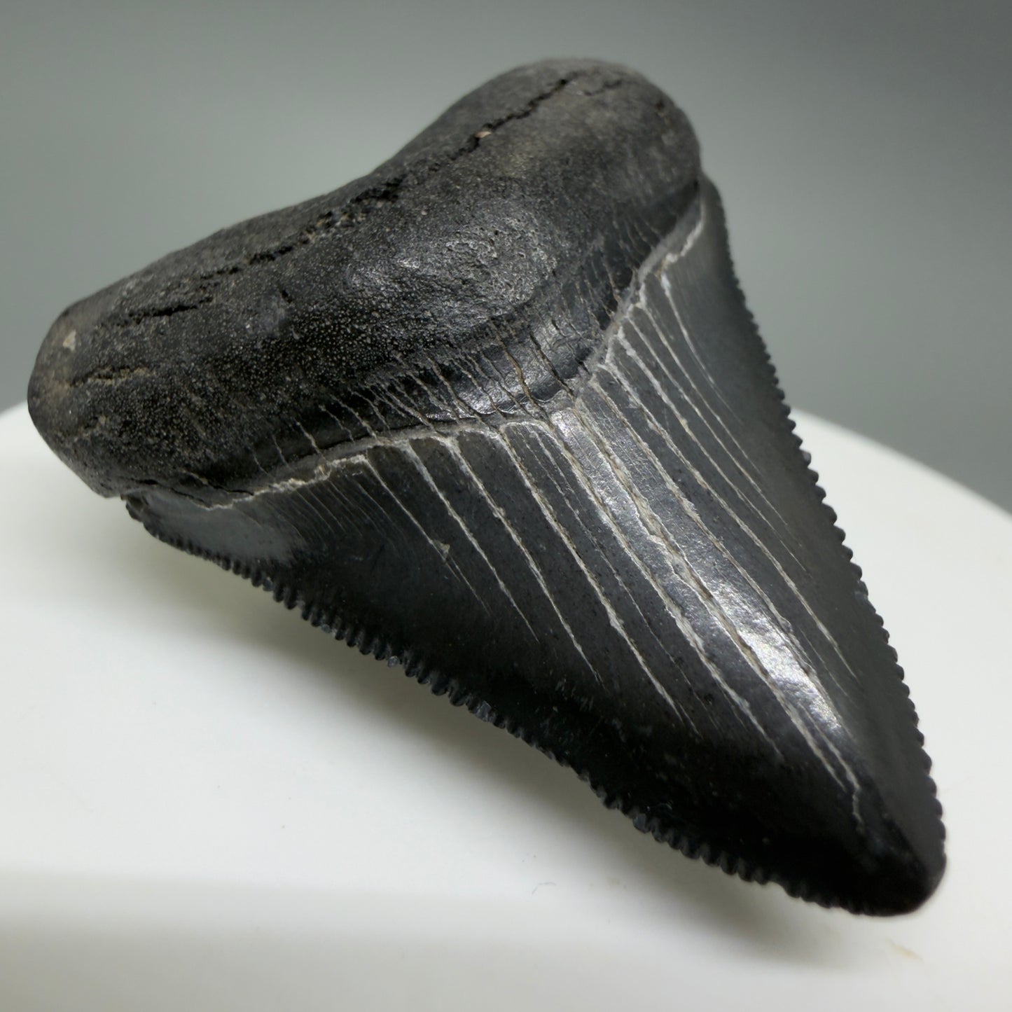 Front Left View Gorgeous, sharply serrated 1.69" Fossil Megalodon Tooth – South Carolina River Find | Authentic CM6389 - 1
