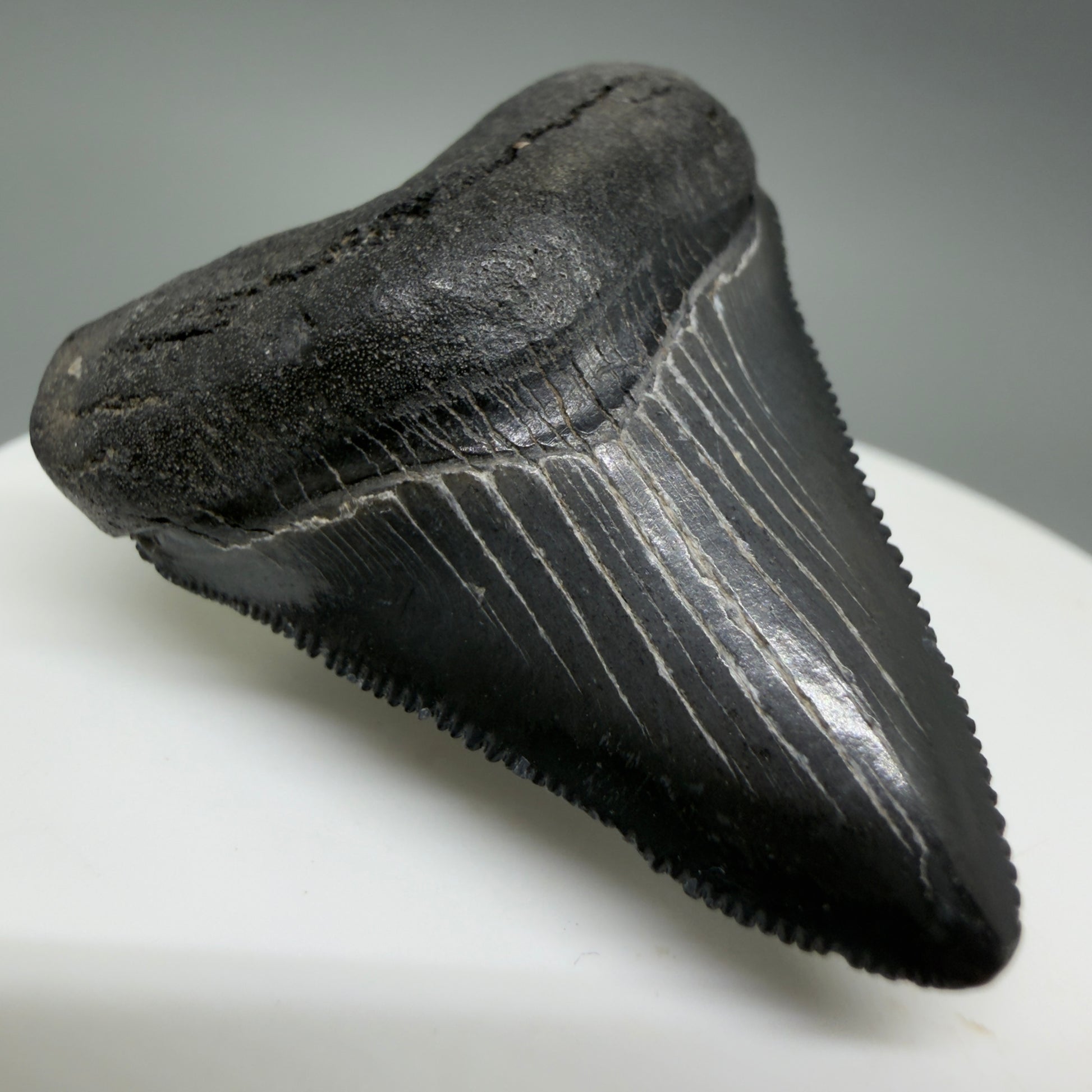 Front Left View Gorgeous, sharply serrated 1.69" Fossil Megalodon Tooth – South Carolina River Find | Authentic CM6389 - 1