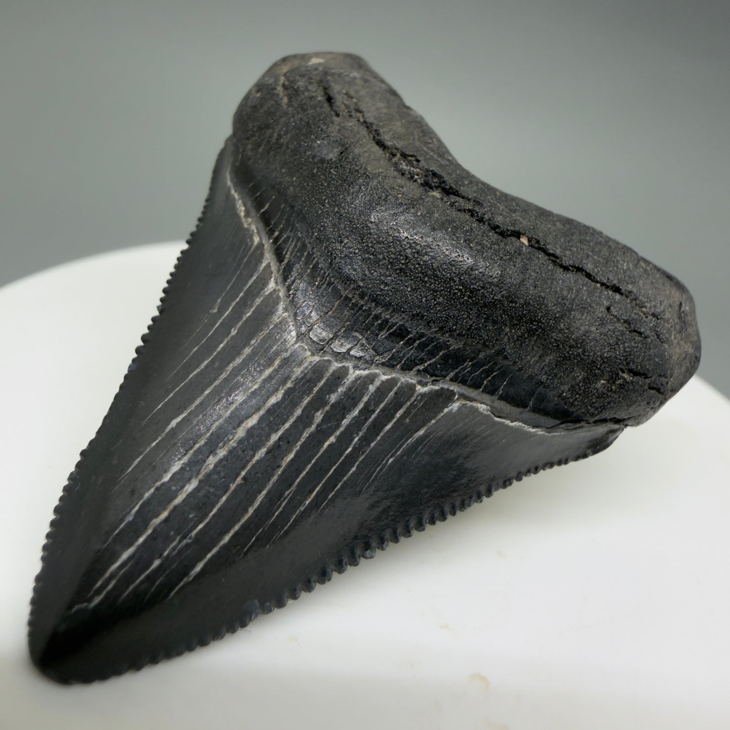 Front Right View Gorgeous, sharply serrated 1.69" Fossil Megalodon Tooth – South Carolina River Find | Authentic CM6389