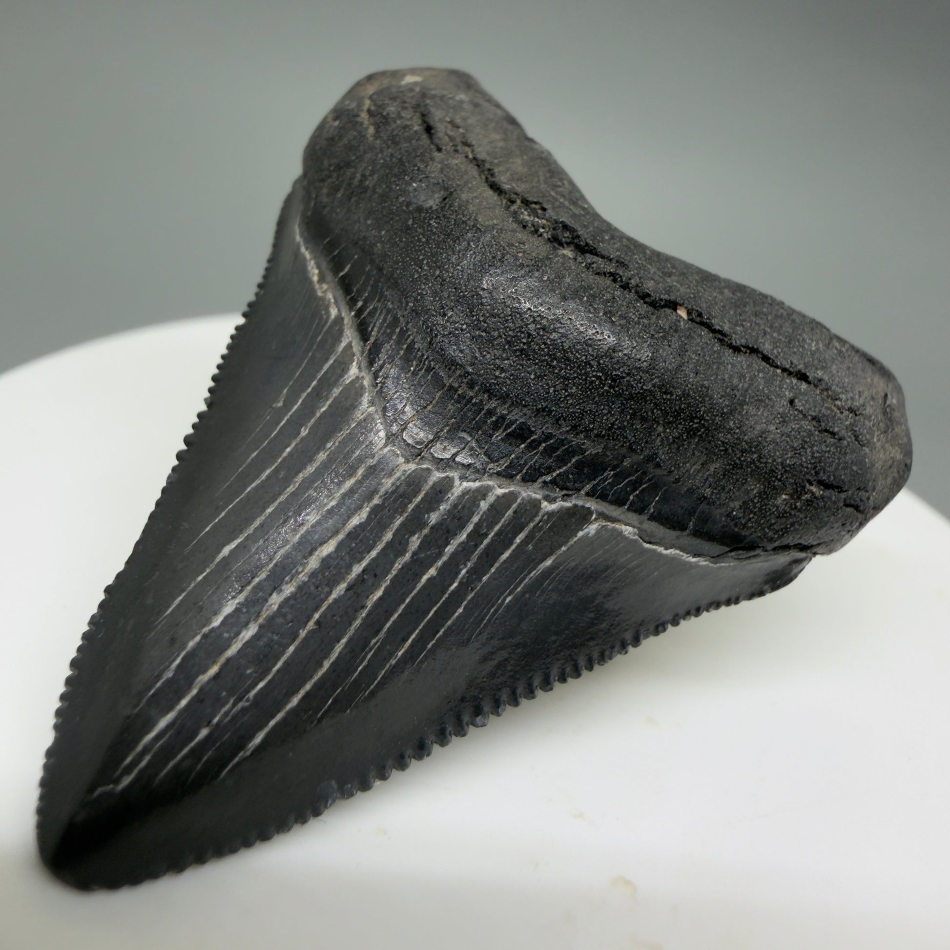 Front Right View Gorgeous, sharply serrated 1.69" Fossil Megalodon Tooth – South Carolina River Find | Authentic CM6389