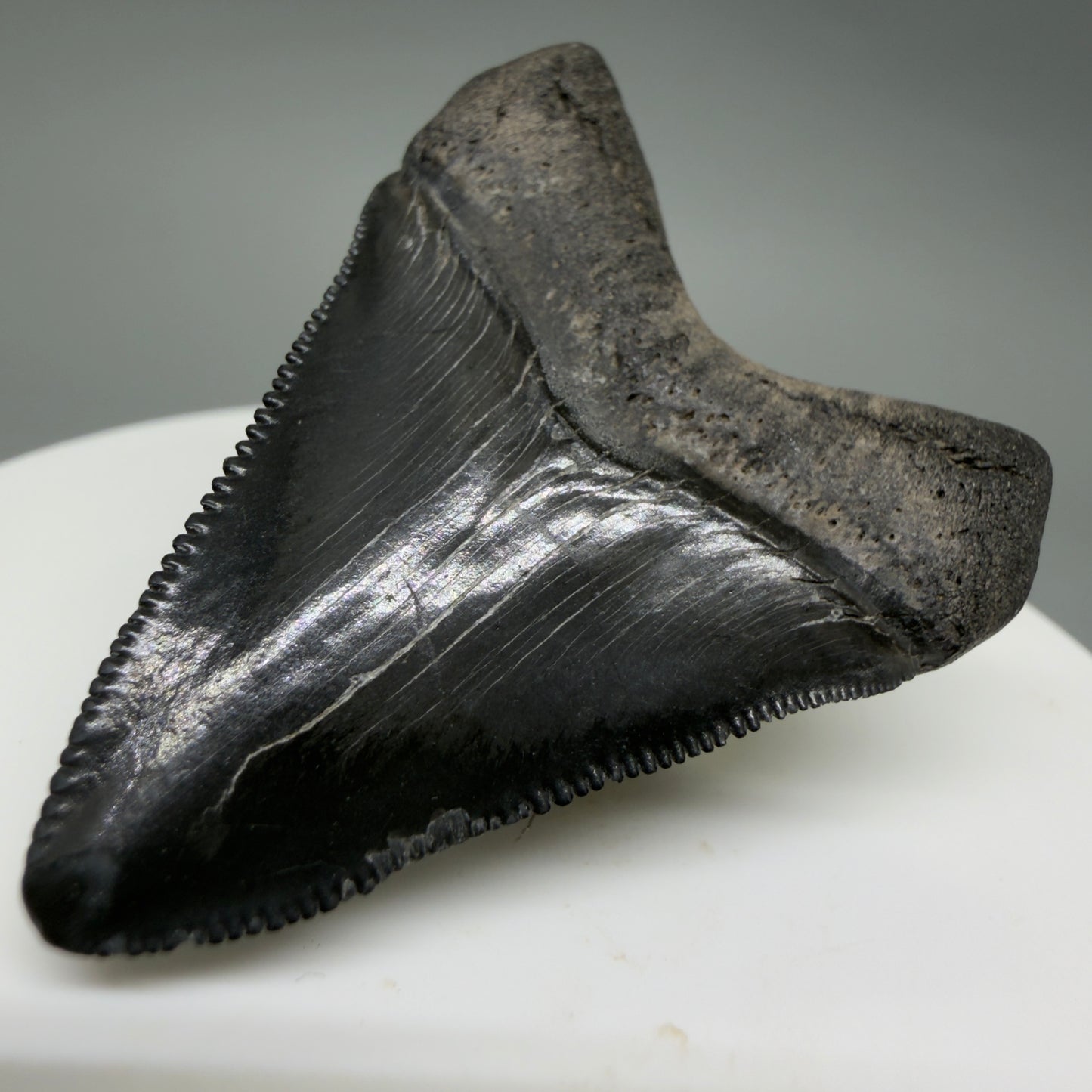 Back Right View Gorgeous, sharply serrated 1.69" Fossil Megalodon Tooth – South Carolina River Find | Authentic CM6389