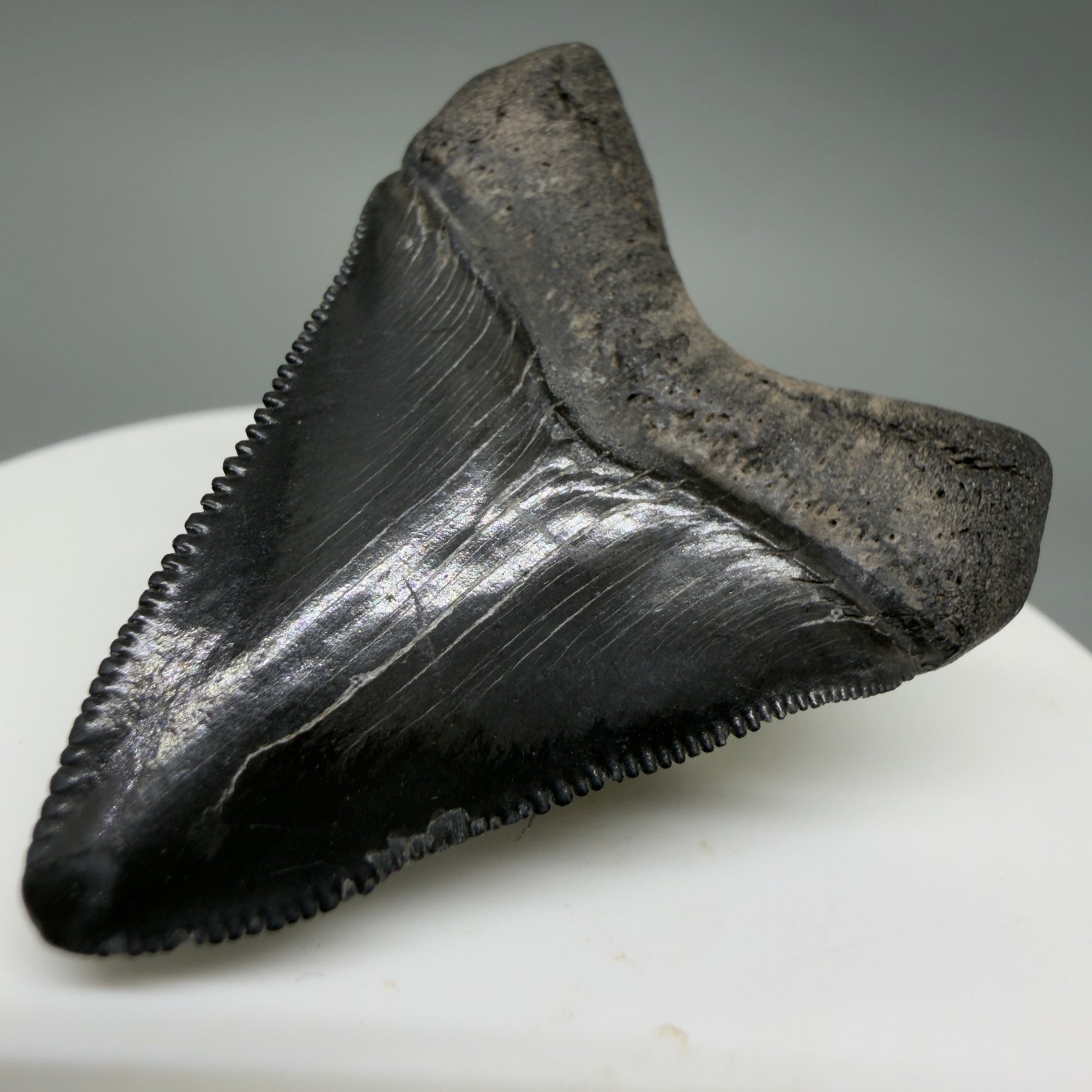 Back Right View Gorgeous, sharply serrated 1.69" Fossil Megalodon Tooth – South Carolina River Find | Authentic CM6389
