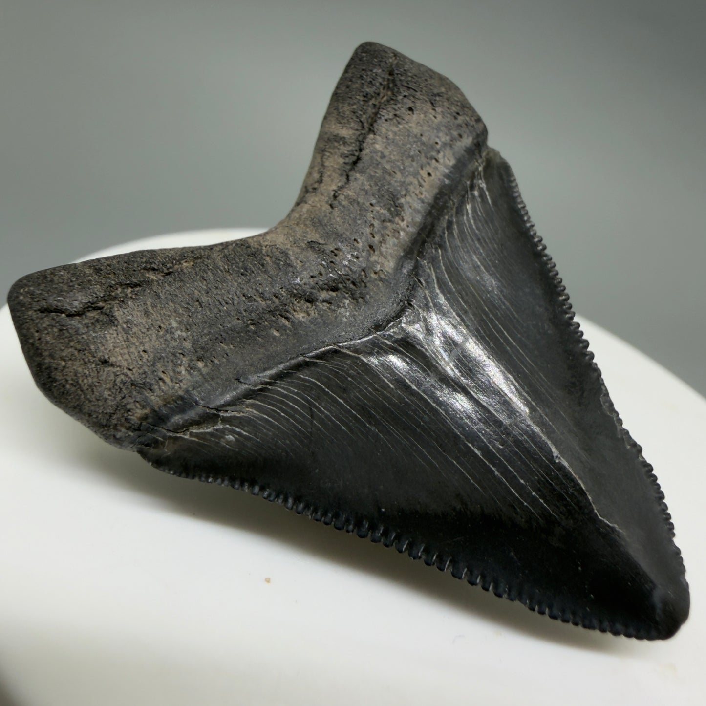 Back Left View Gorgeous, sharply serrated 1.69" Fossil Megalodon Tooth – South Carolina River Find | Authentic CM6389