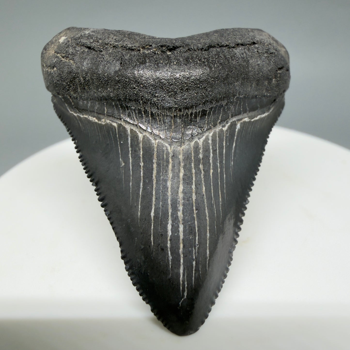 Front View Gorgeous, sharply serrated 1.69" Fossil Megalodon Tooth – South Carolina River Find | Authentic CM6389 - 1