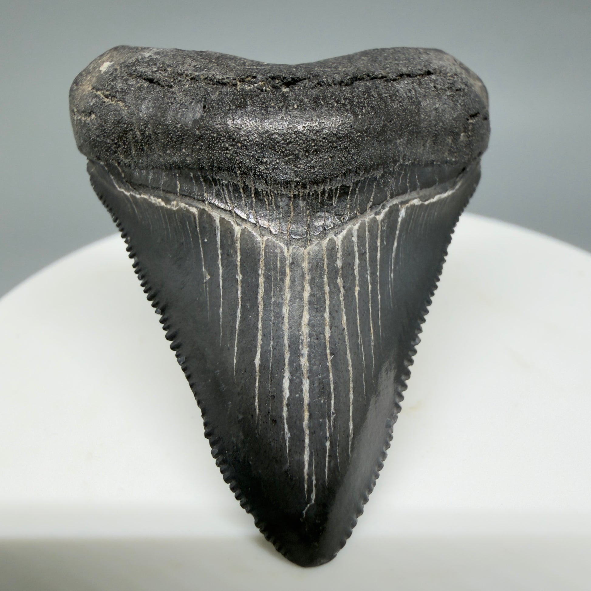 Front View Gorgeous, sharply serrated 1.69" Fossil Megalodon Tooth – South Carolina River Find | Authentic CM6389 - 1