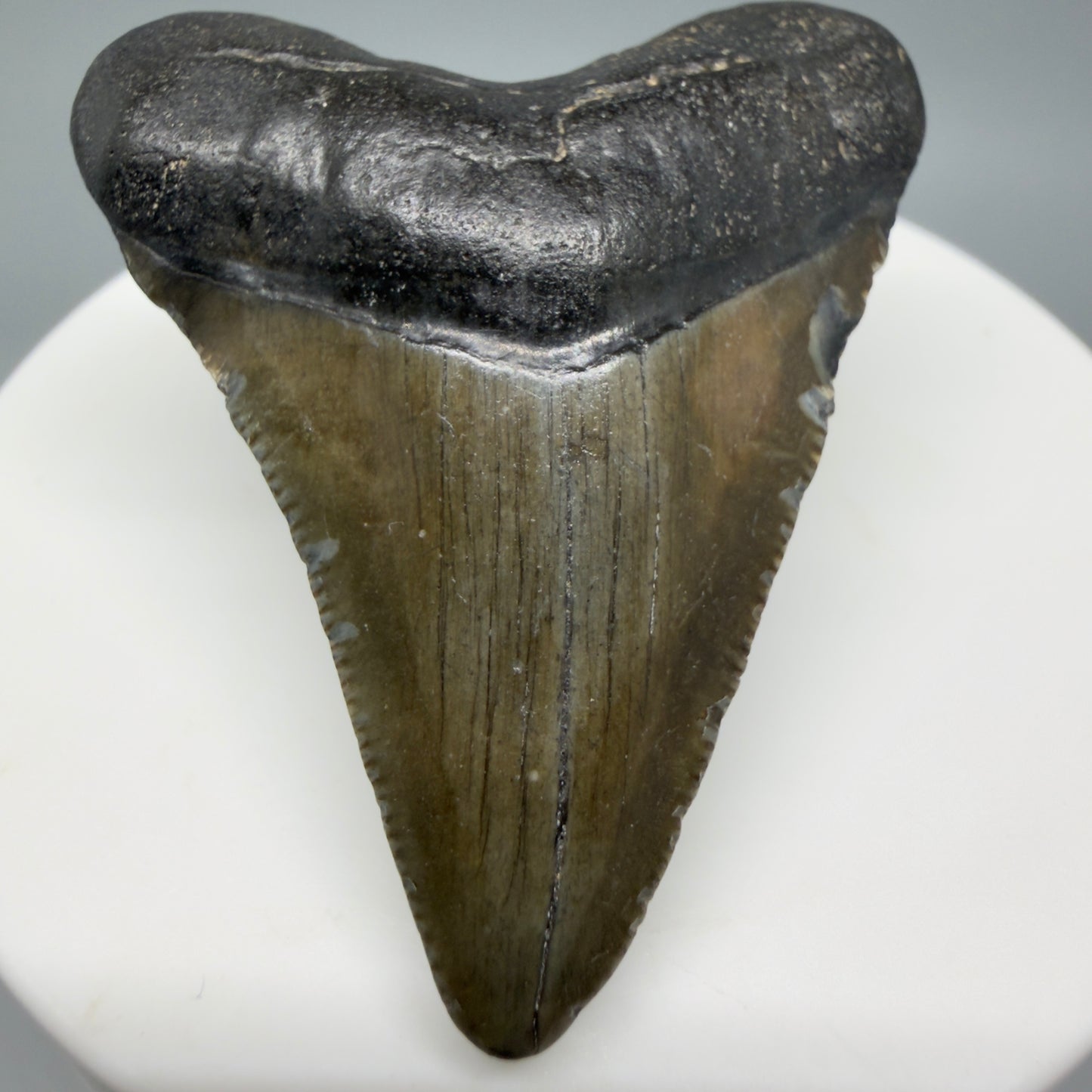 Front View Heart-shaped 2.04" Colorful Fossil Megalodon Tooth – South Carolina River Find | Authentic CM6395 - 1