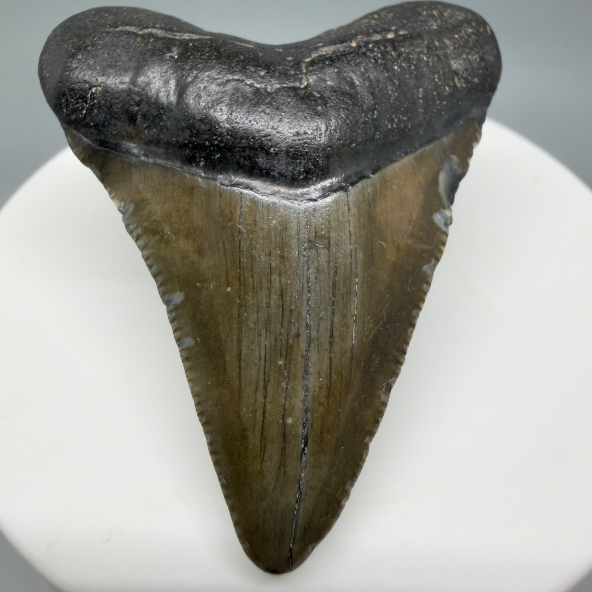Front View Heart-shaped 2.04" Colorful Fossil Megalodon Tooth – South Carolina River Find | Authentic CM6395 - 1