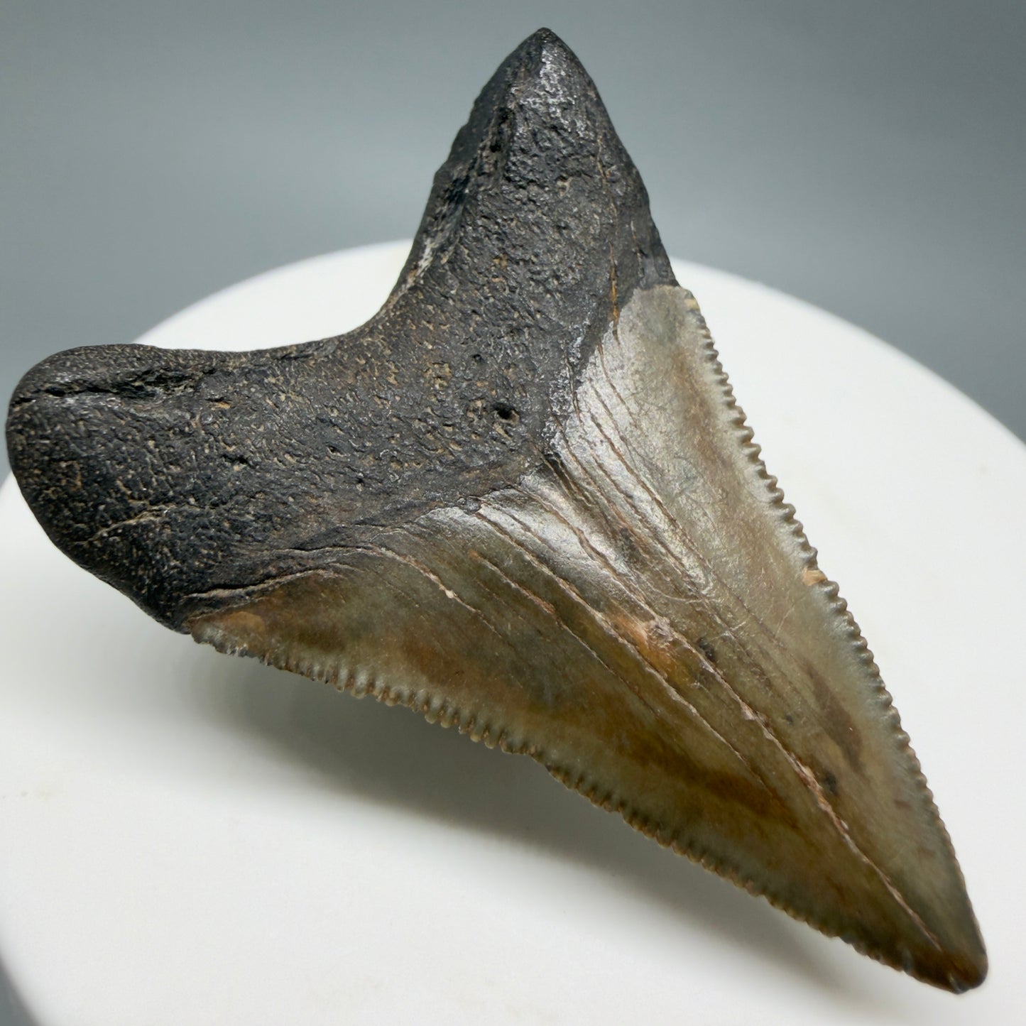 Back Left View Lower 1.75" Fossil Megalodon Tooth – South Carolina River Find | Authentic CM6386