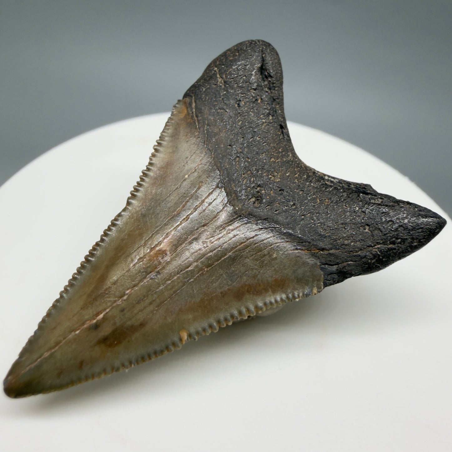 Back Right View Lower 1.75" Fossil Megalodon Tooth – South Carolina River Find | Authentic CM6386