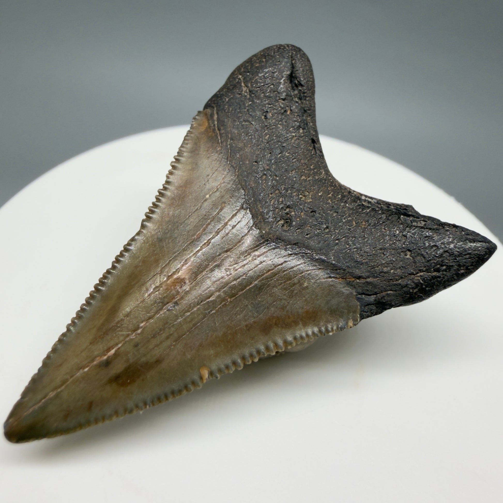 Back Right View Lower 1.75" Fossil Megalodon Tooth – South Carolina River Find | Authentic CM6386