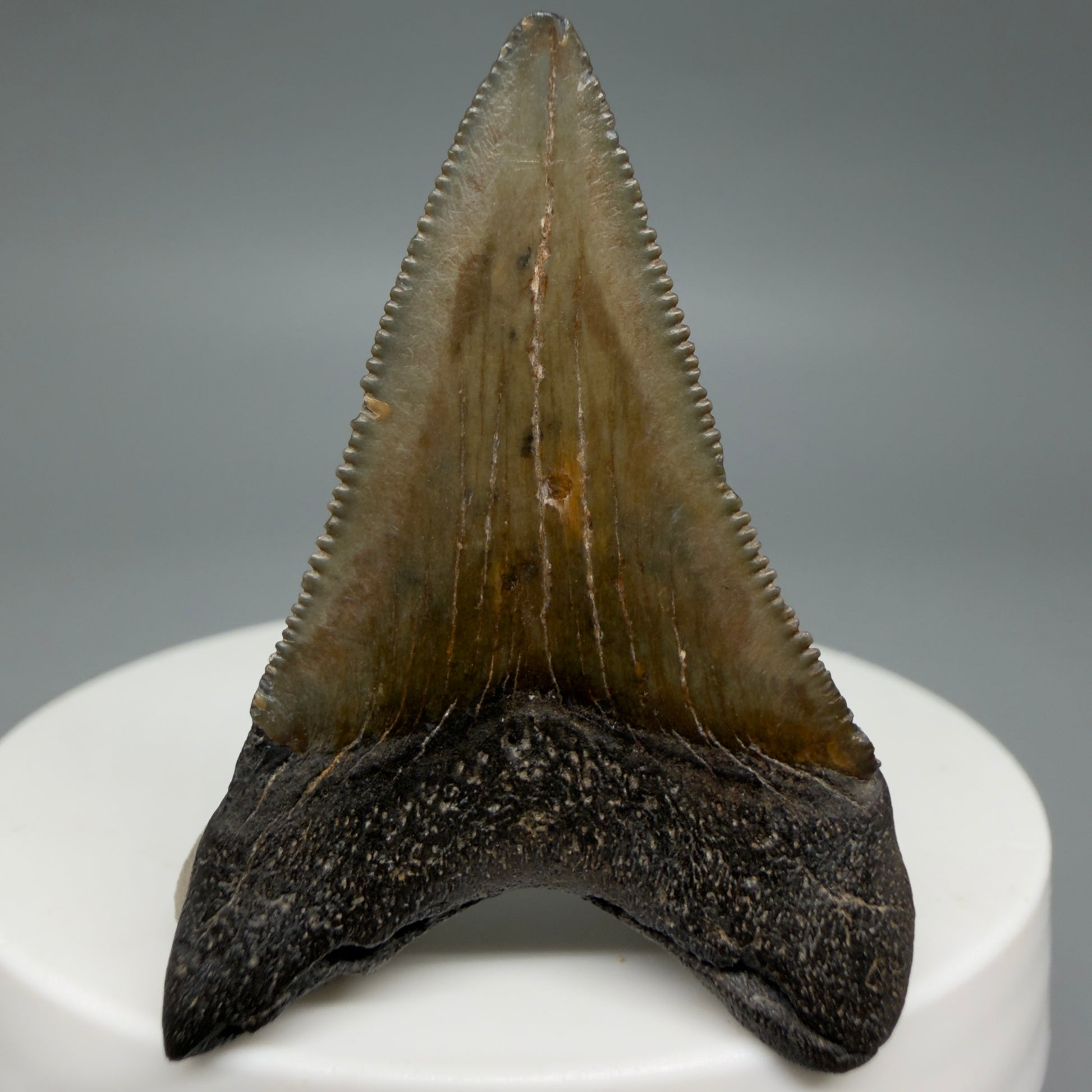 Back View Lower 1.75" Fossil Megalodon Tooth – South Carolina River Find | Authentic CM6386