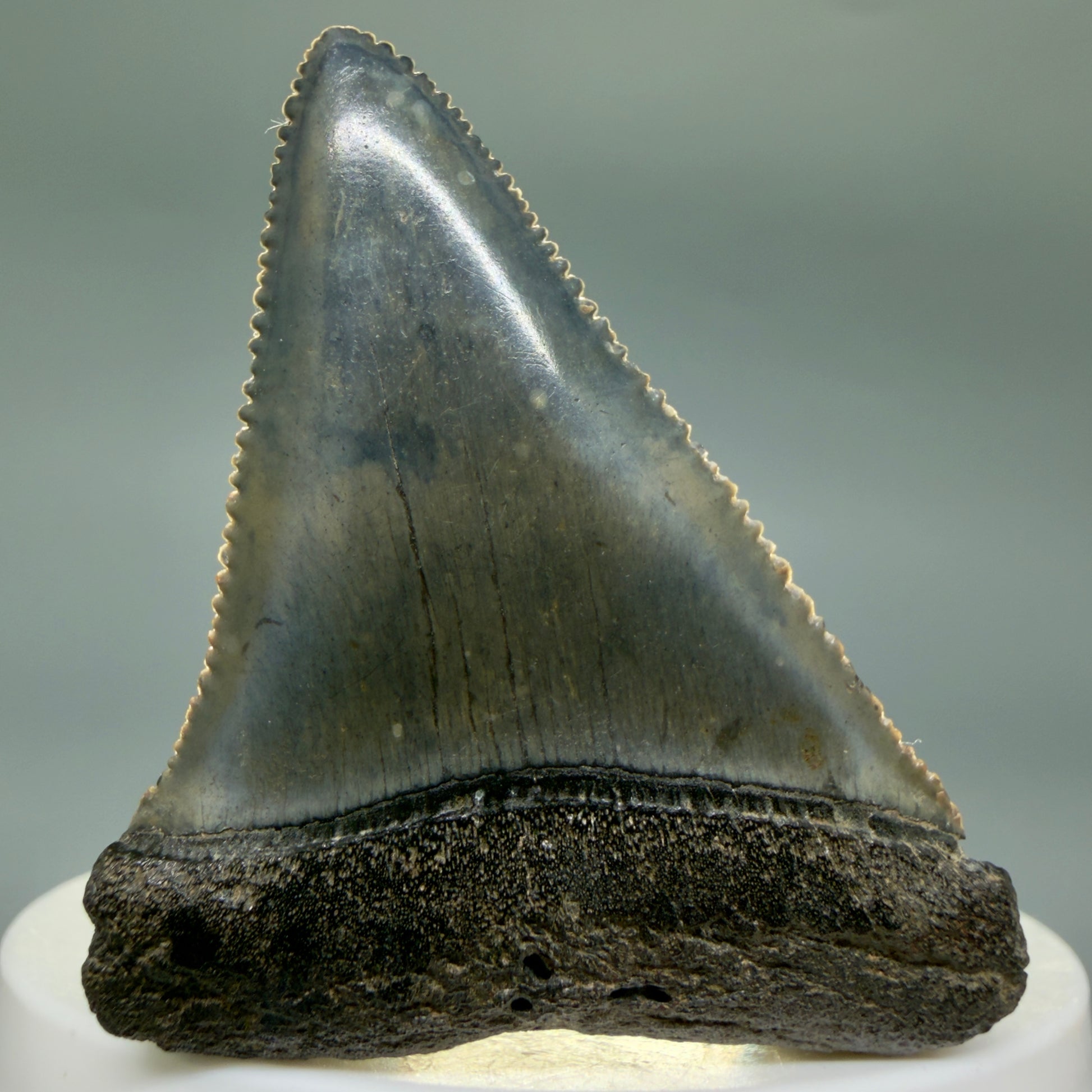 Front View Colorful, sharply serrated 2.17" Fossil Great White Tooth for Sale - South Carolina GW1346 - 2