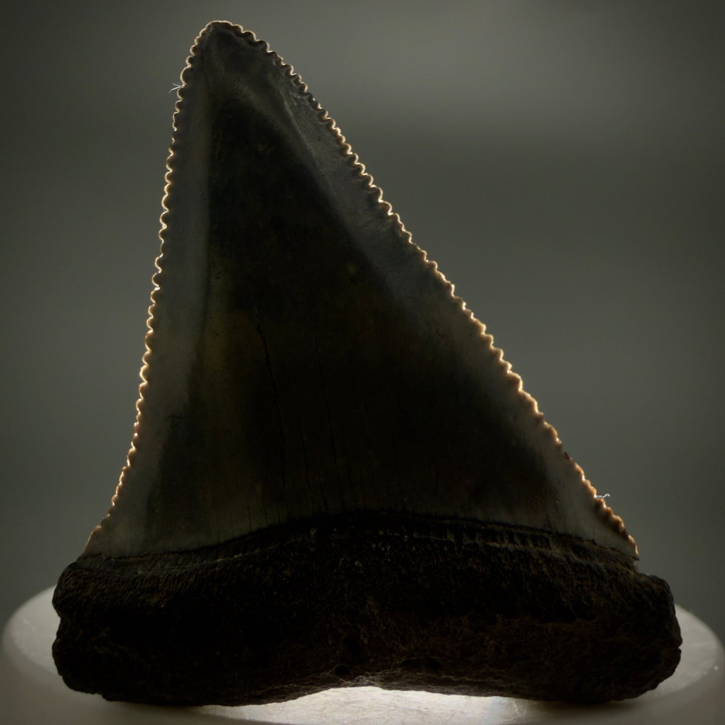Front View Colorful, sharply serrated 2.17" Fossil Great White Tooth for Sale - South Carolina GW1346 - 1