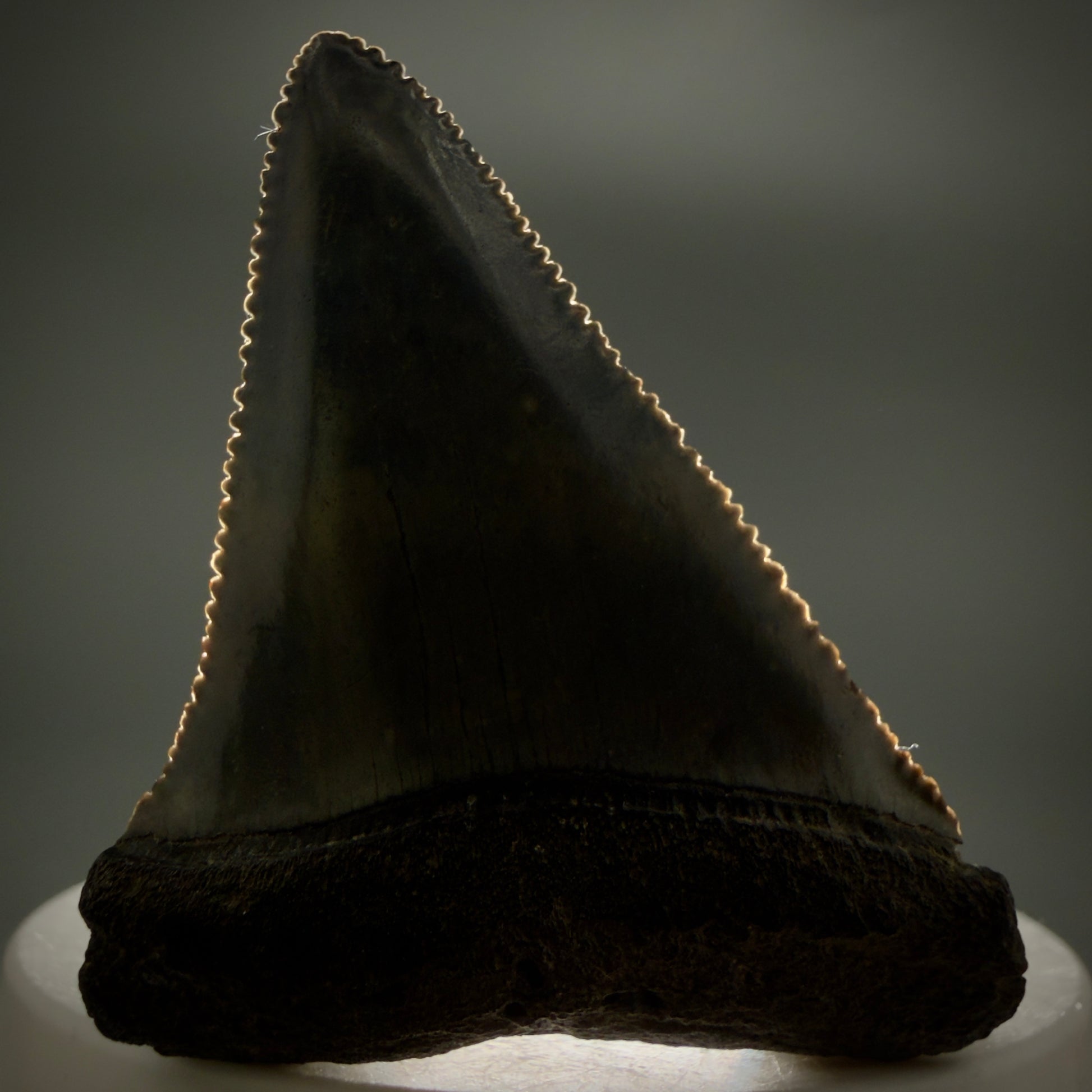 Front View Colorful, sharply serrated 2.17" Fossil Great White Tooth for Sale - South Carolina GW1346 - 1