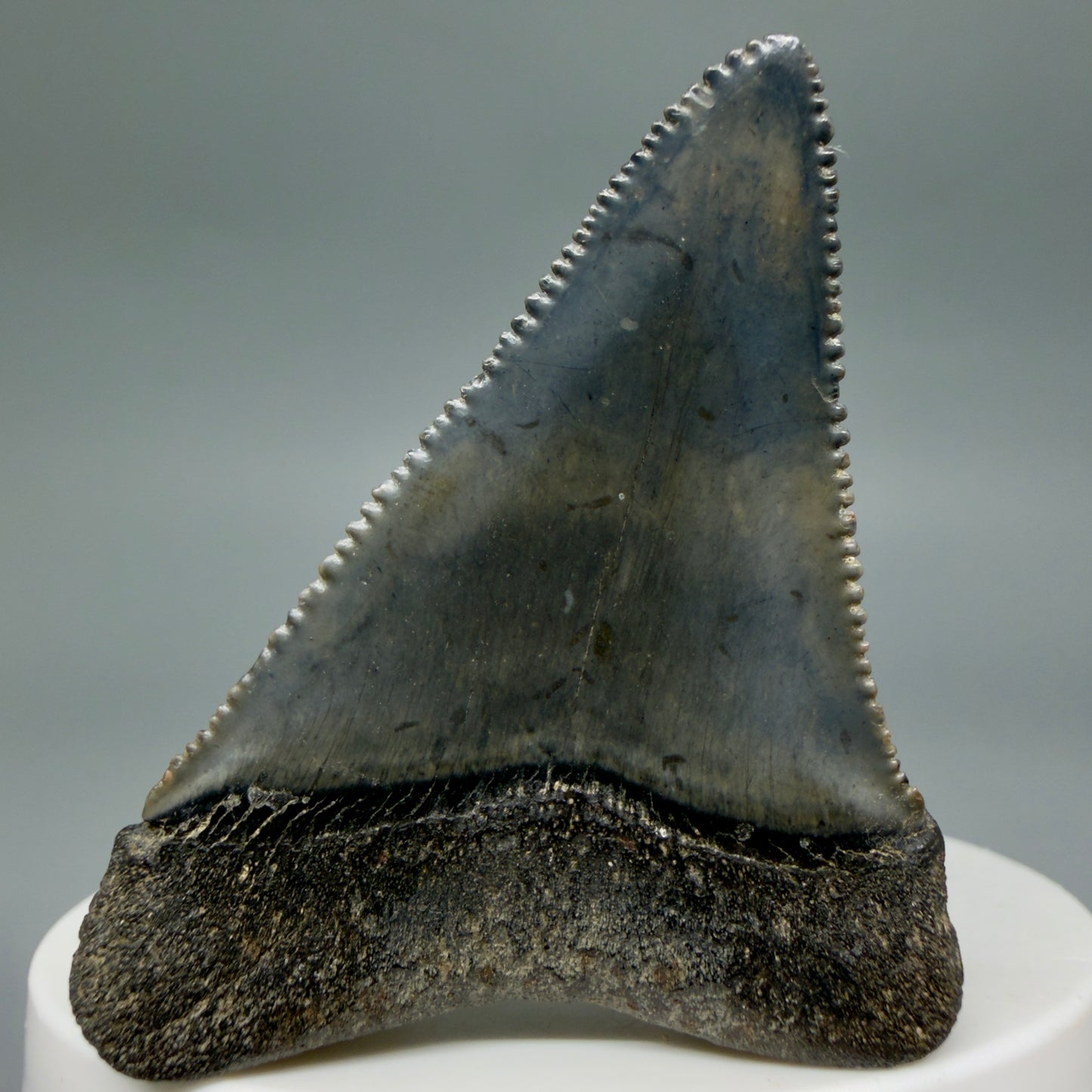Back View Colorful, sharply serrated 2.17" Fossil Great White Tooth for Sale - South Carolina GW1346