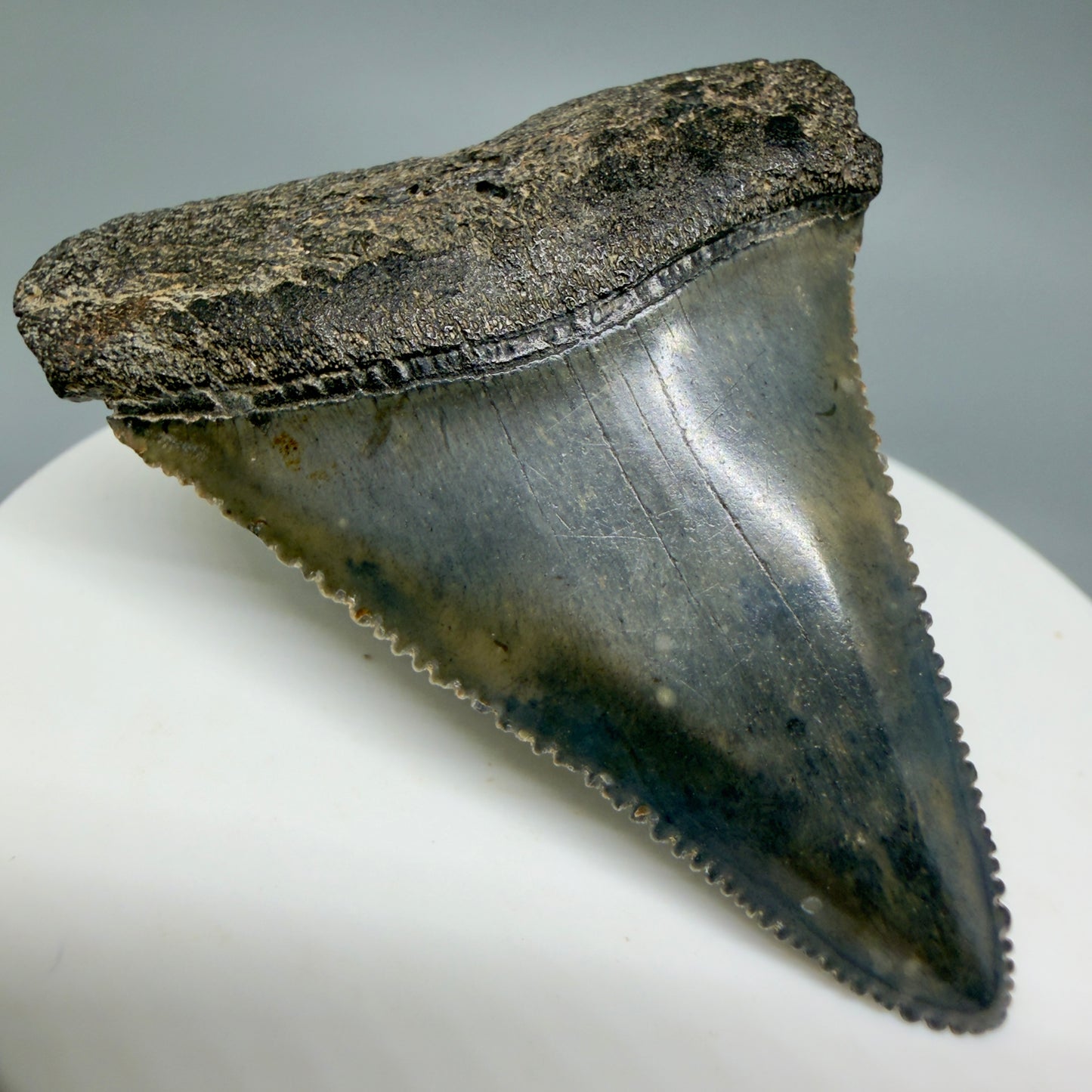 Front Left View Colorful, sharply serrated 2.17" Fossil Great White Tooth for Sale - South Carolina GW1346